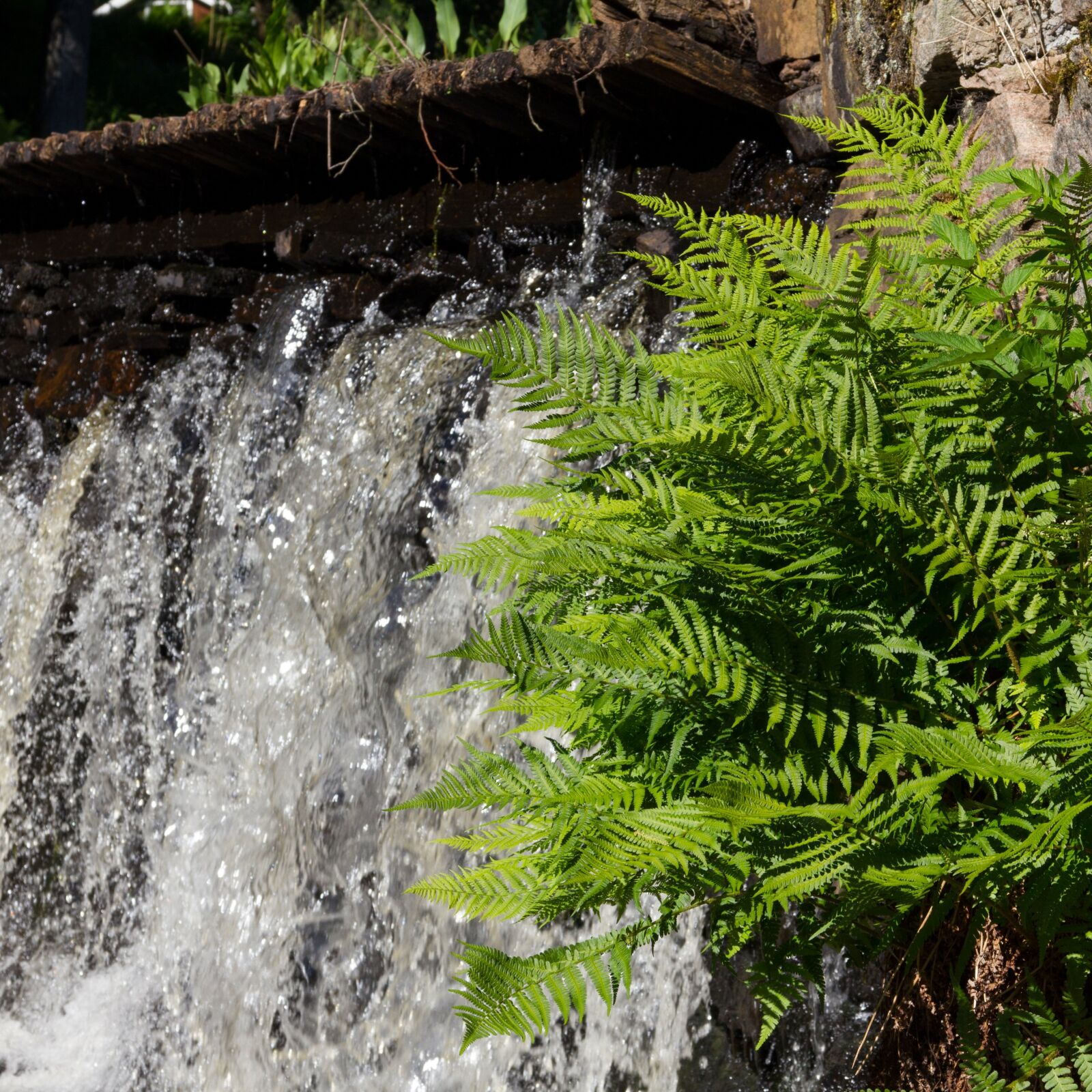 Canon EOS 550D (EOS Rebel T2i / EOS Kiss X4) sample photo. Waterfall, greenery, closeup photography