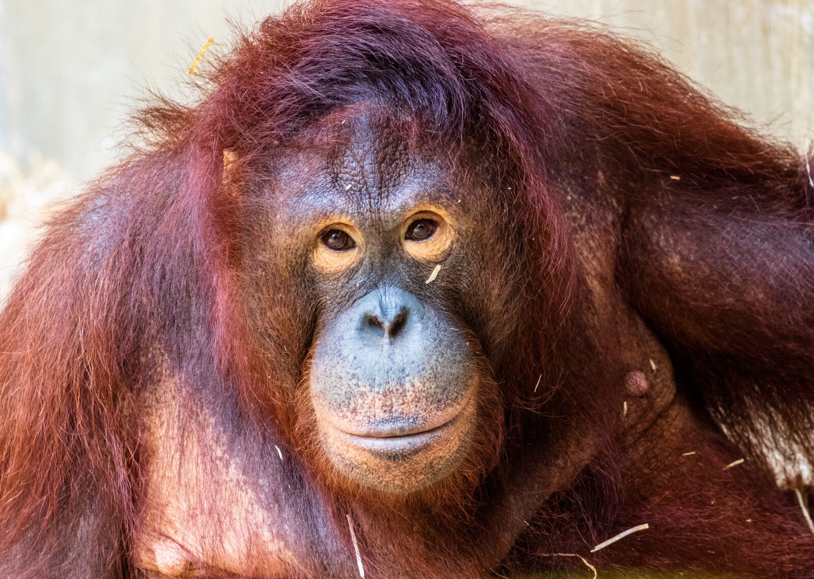 Canon EF 70-300 F4-5.6 IS II USM sample photo. Monkey, primate, orang utan photography
