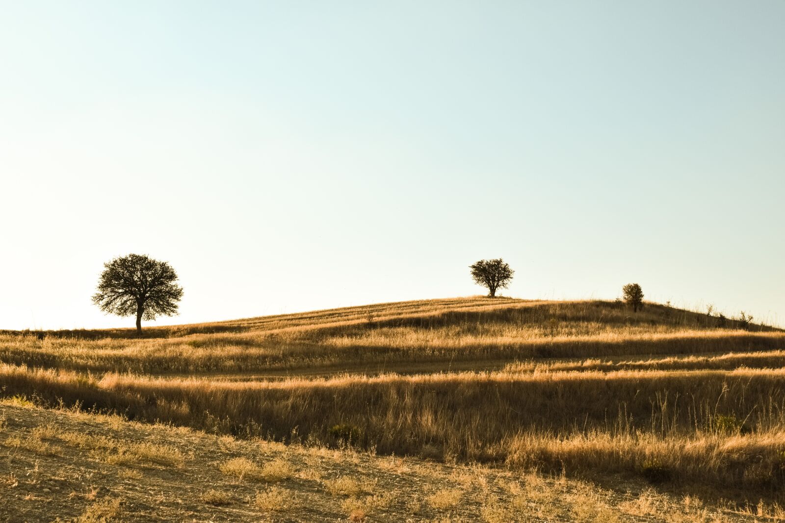 Nikon D3300 sample photo. Field, tree, sunset photography