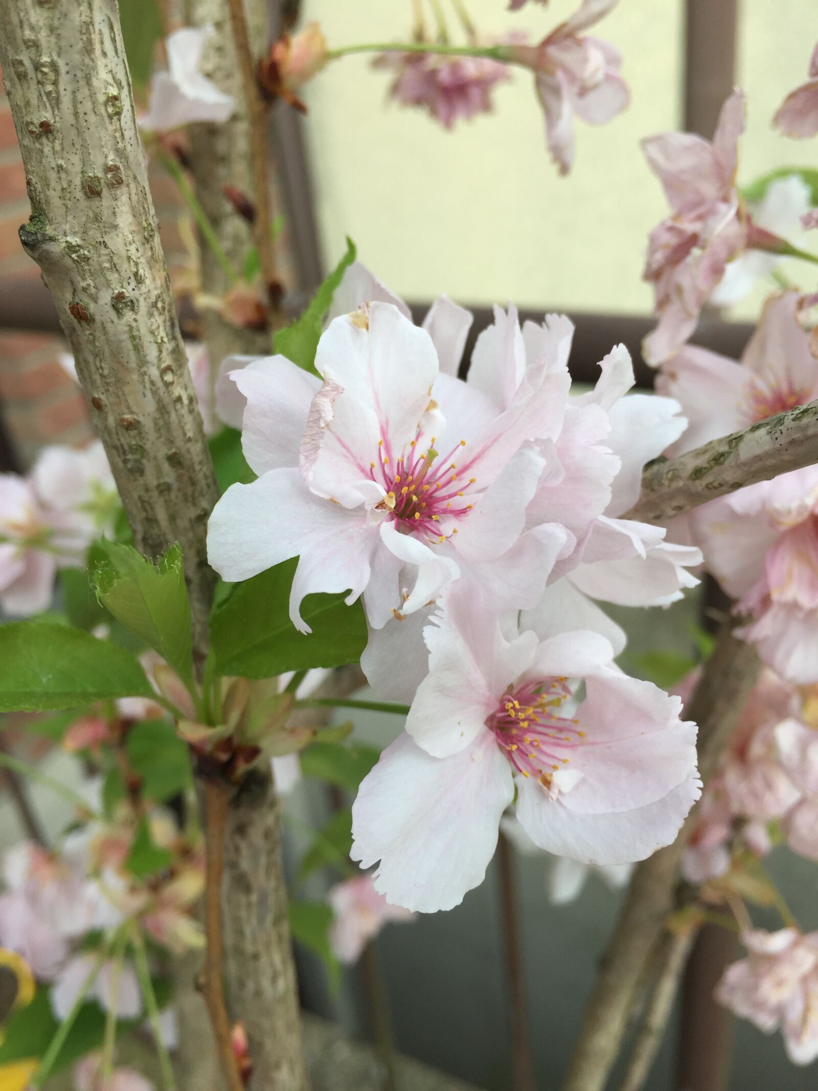 Apple iPhone 6 sample photo. Sakura, cherry blossom, japan photography
