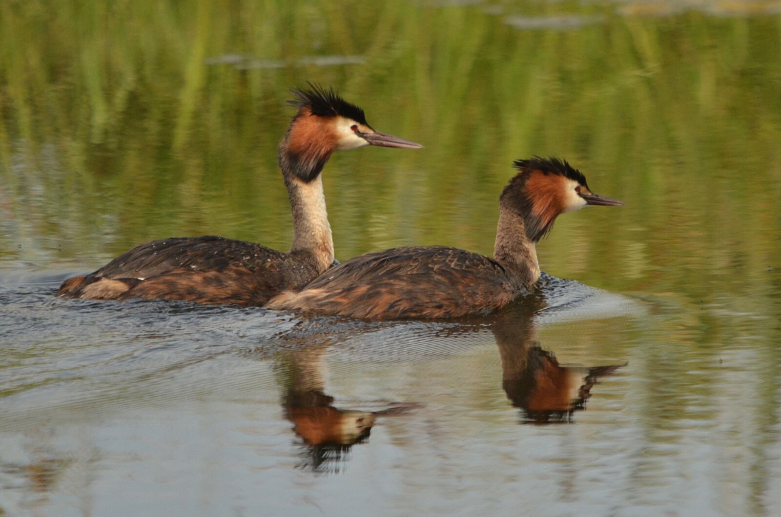 Nikon D7000 sample photo. Bird, grebe, waterfowl photography