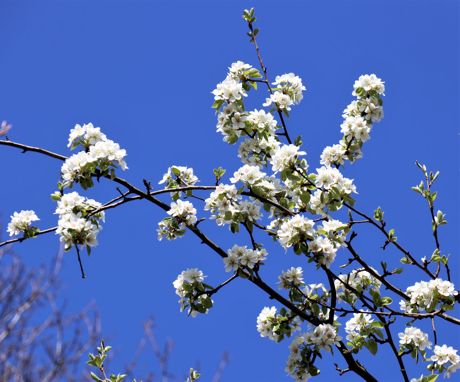 Canon EOS M6 sample photo. Spring, april, jabłonka photography