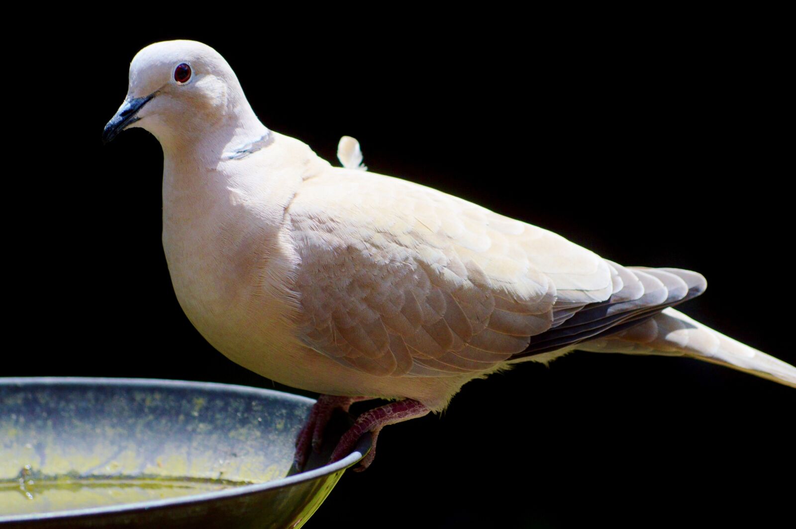 Nikon D3200 sample photo. Dove, bird, feather photography