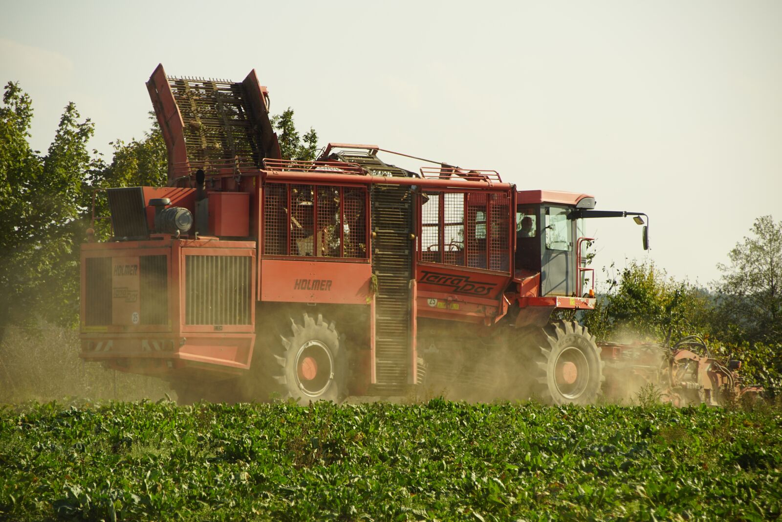 Sony SLT-A68 + Sony DT 18-200mm F3.5-6.3 sample photo. Combine, beets, field photography