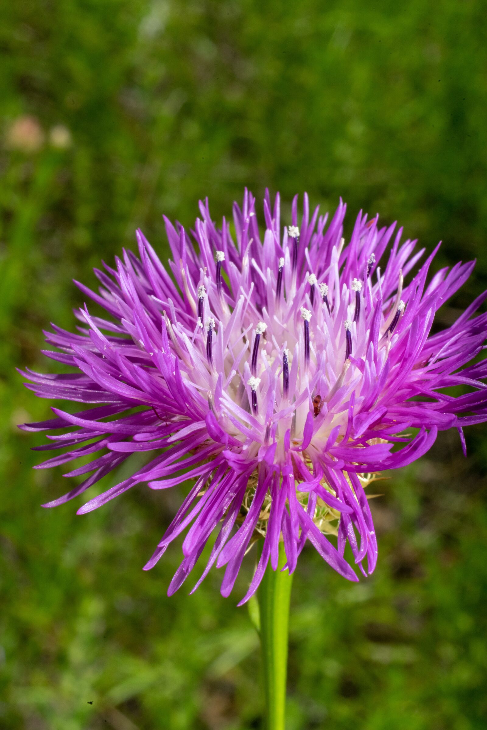 Sony a7 II + Sony FE 50mm F1.8 sample photo. Purple, green, flower photography