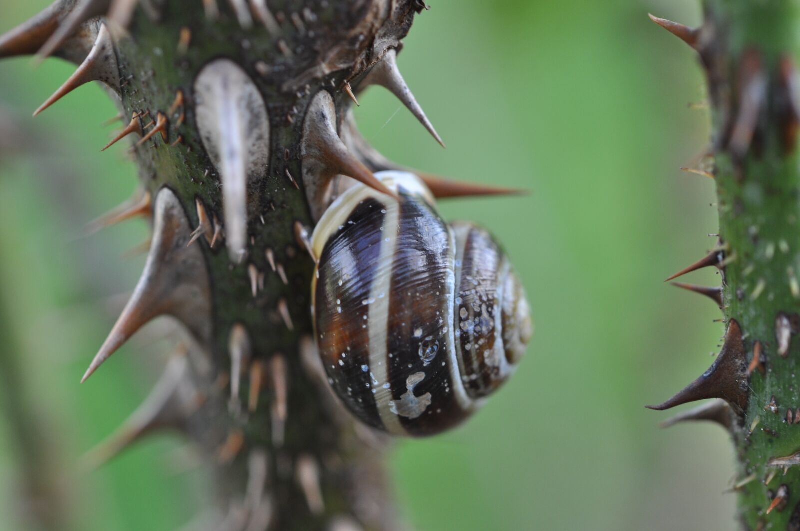 Nikon D5000 sample photo. Snail, thorns, rose photography
