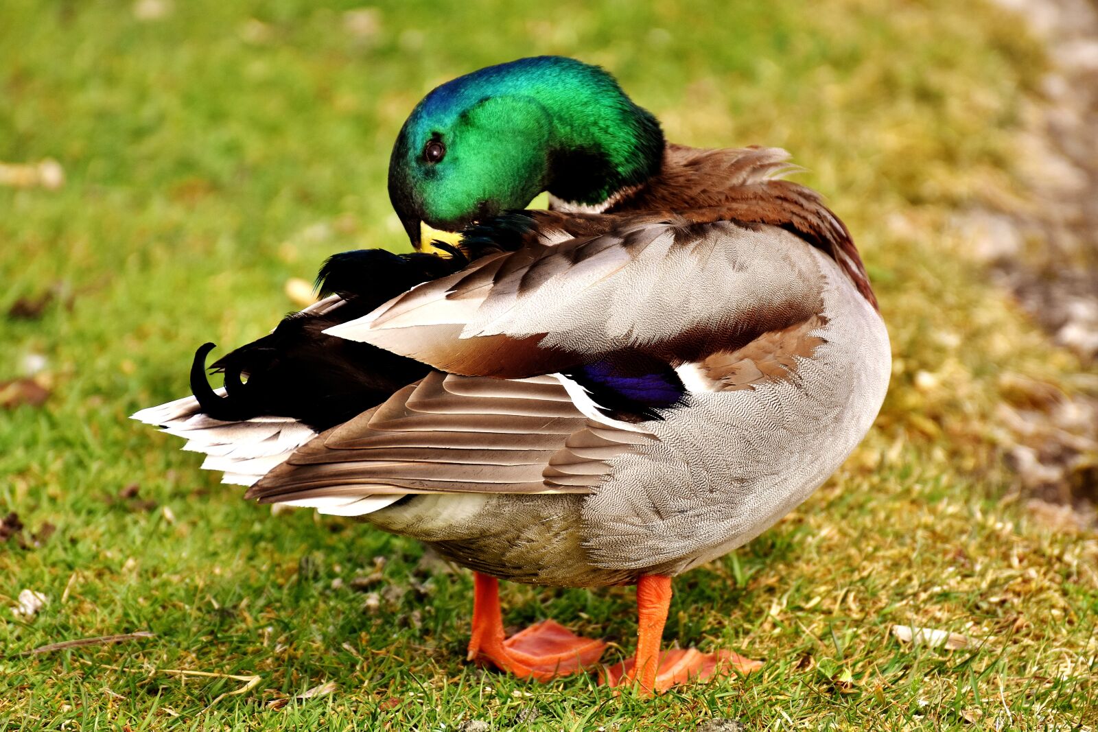 Nikon D7200 sample photo. Mallard, drake, colorful photography