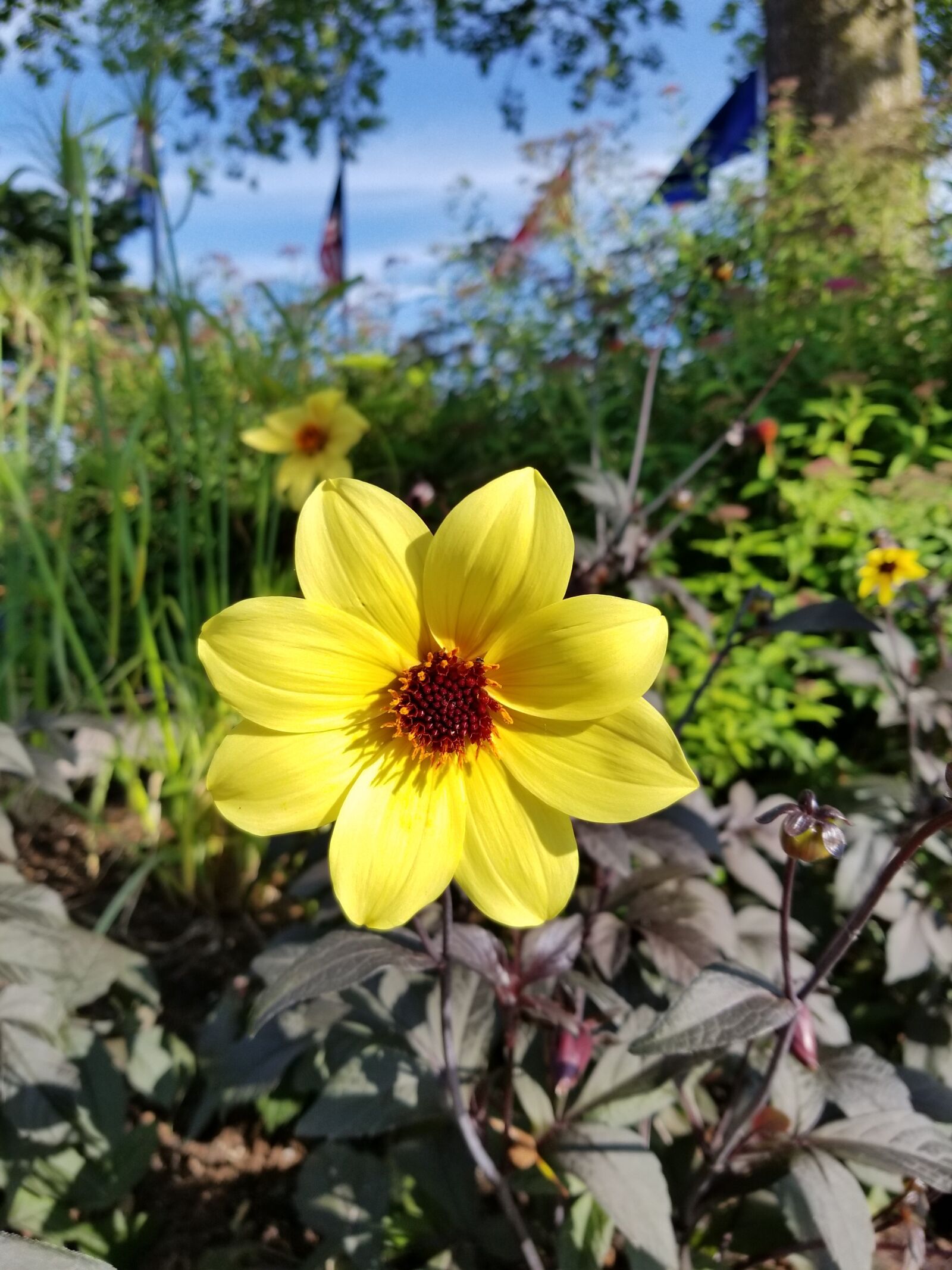 Samsung Galaxy S8 sample photo. Yellow, flora, green photography