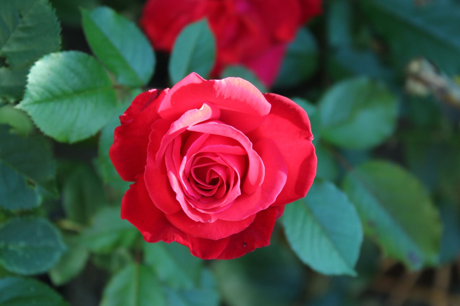 Canon EOS 1300D (EOS Rebel T6 / EOS Kiss X80) sample photo. Rose, red rose, romance photography