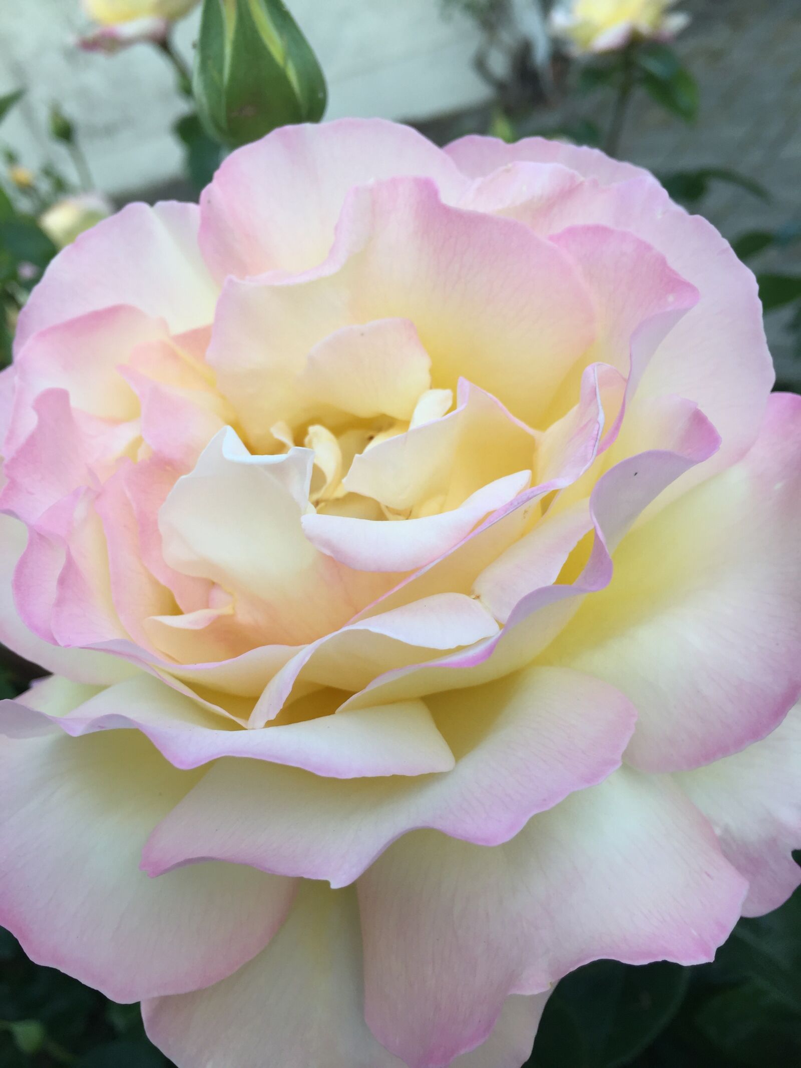 iPhone 6 Plus back camera 4.15mm f/2.2 sample photo. Rose, flower, pink photography