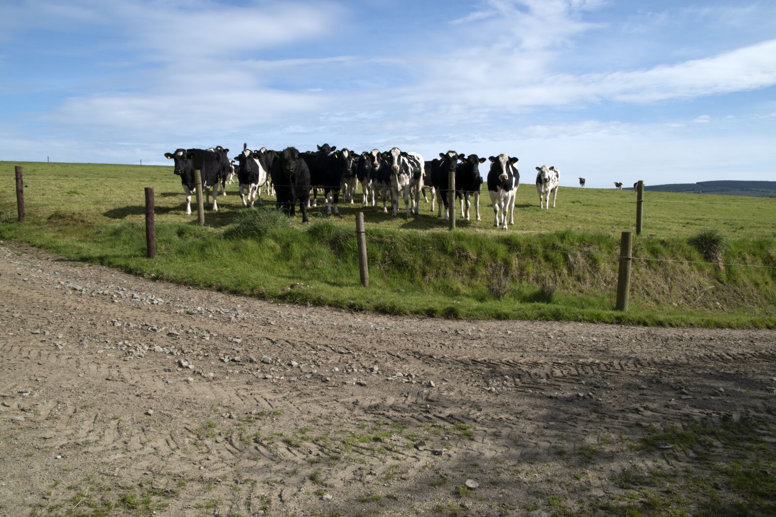 Nikon D3500 sample photo. Cows, farm, cattle photography