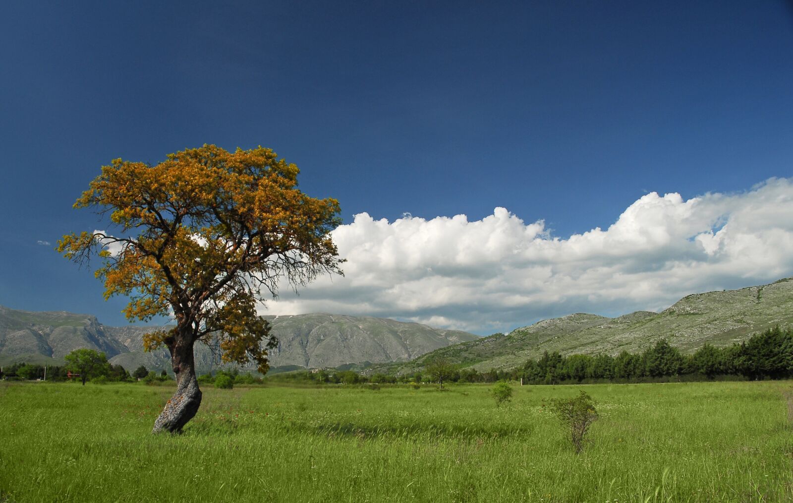 Nikon D200 sample photo. Tree, nature, landscape photography
