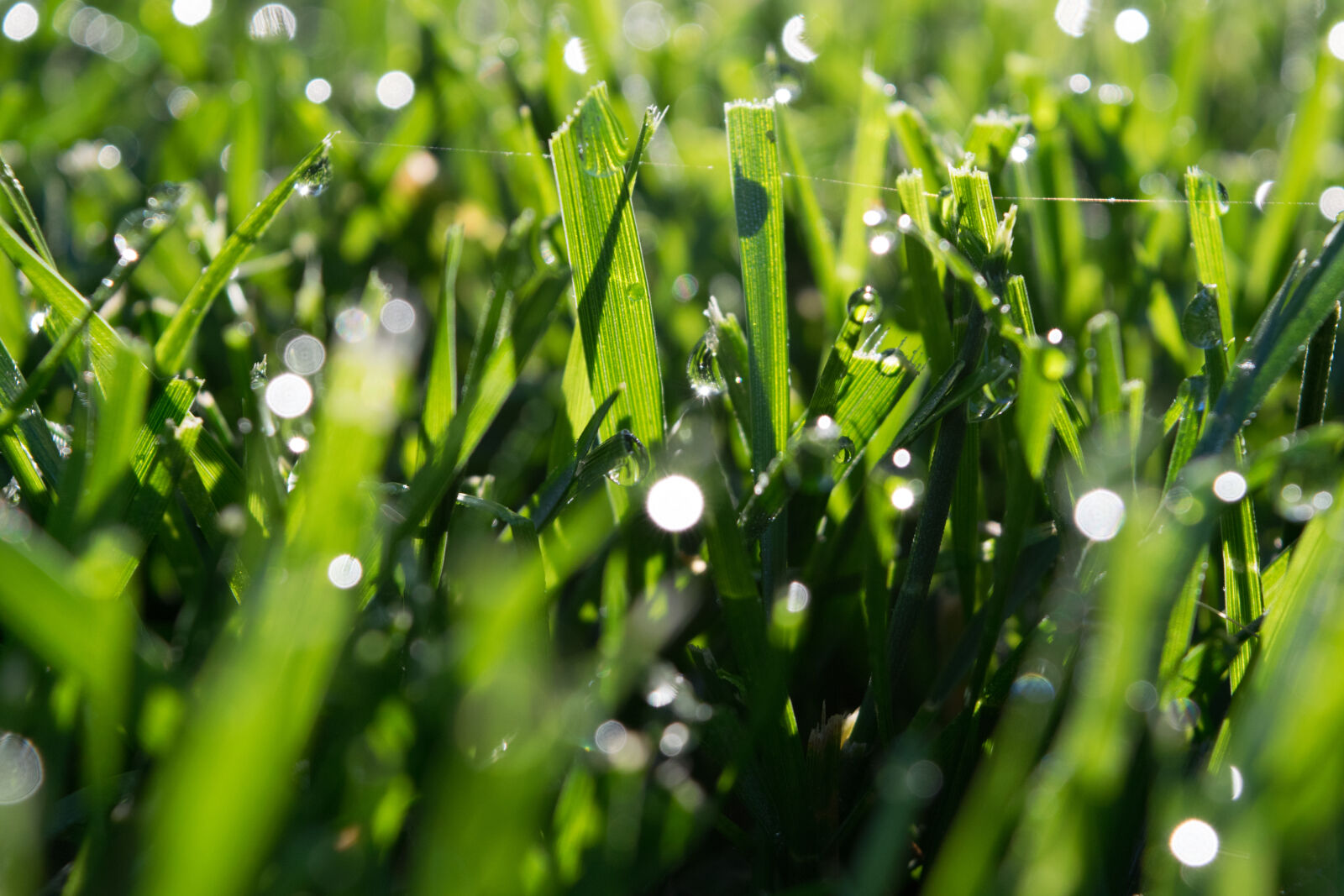 Nikon D3300 sample photo. Bokeh, close, up, green photography