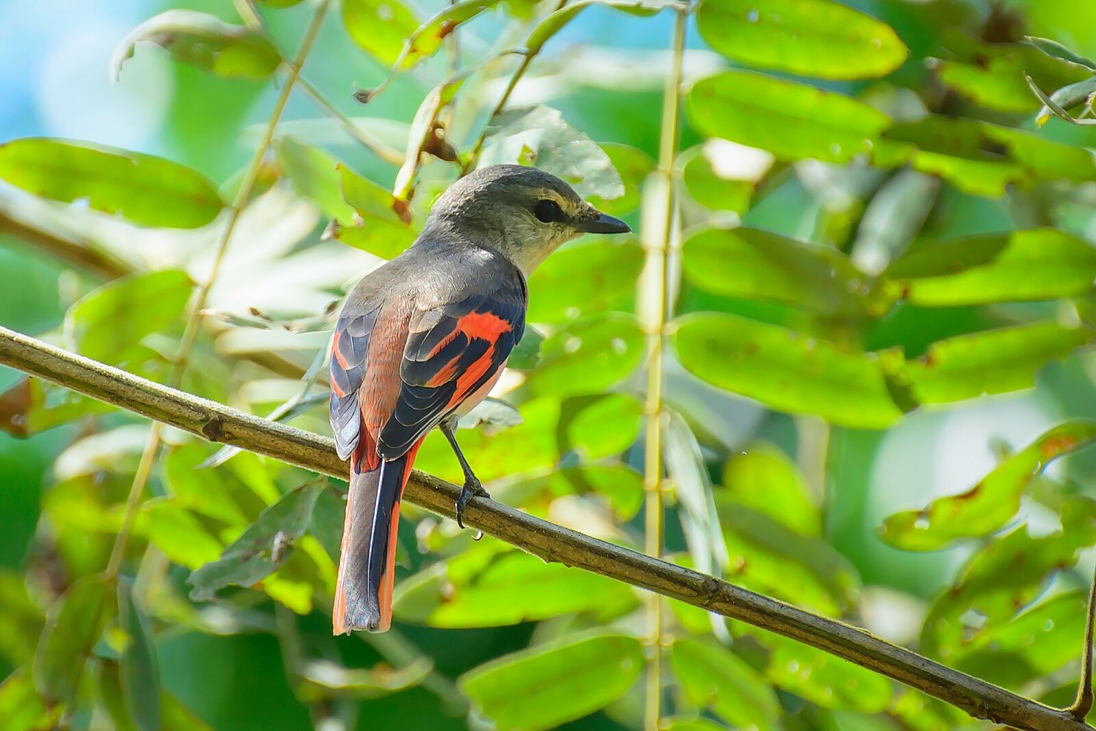 Nikon D7100 sample photo. Nature, colors, orange photography