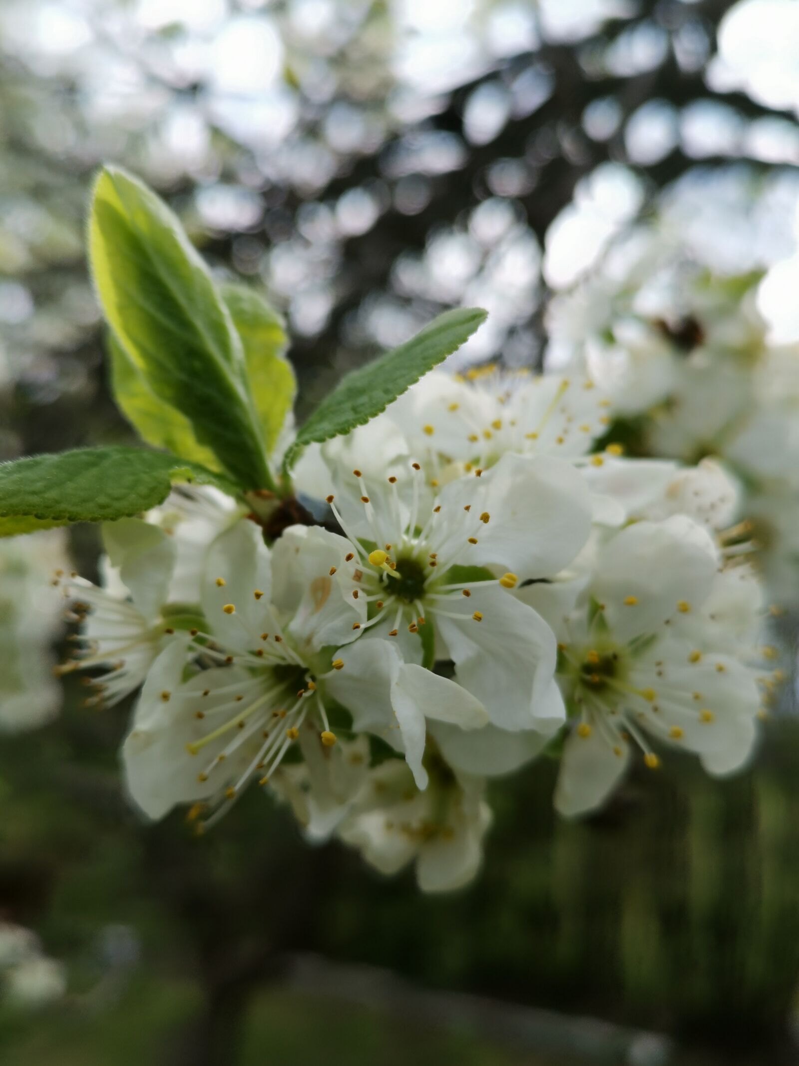 HUAWEI LYA-L29 sample photo. Flower, white, apple tree photography