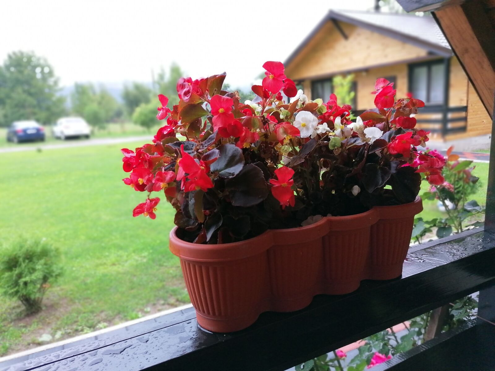 HUAWEI P30 LITE sample photo. Flowers, nature, house photography