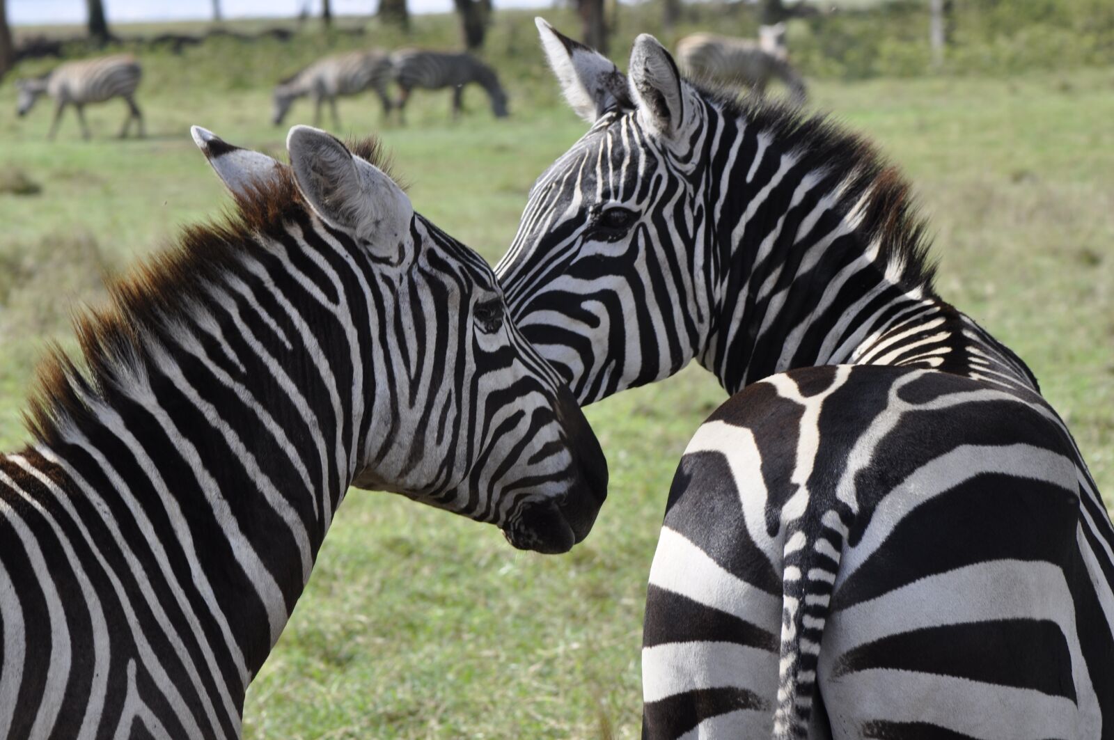 Nikon D90 sample photo. Zebra, safari, stripes photography