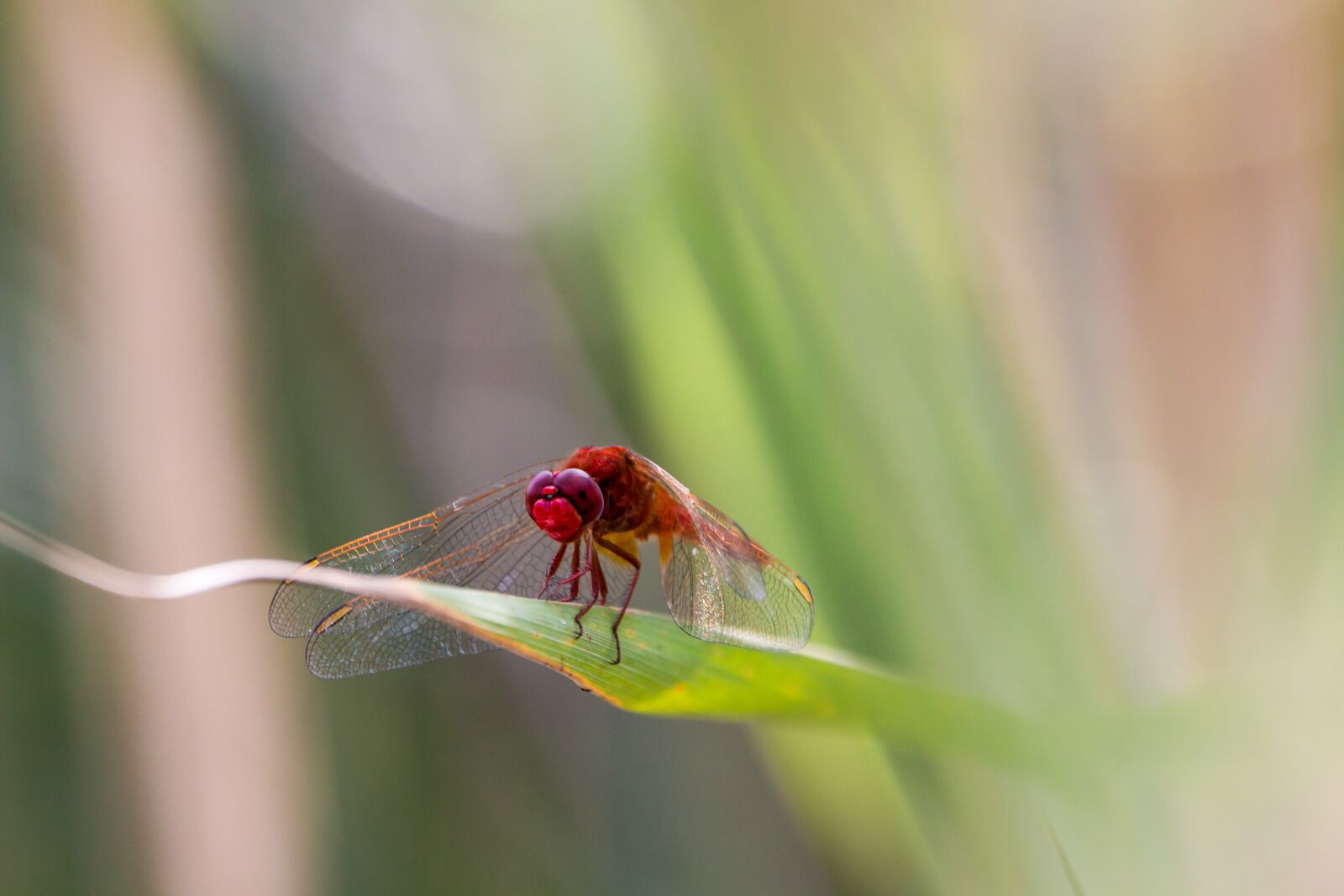150-600mm F5-6.3 DG OS HSM | Contemporary 015 sample photo. Dragonfly, red dragonfly, macro photography