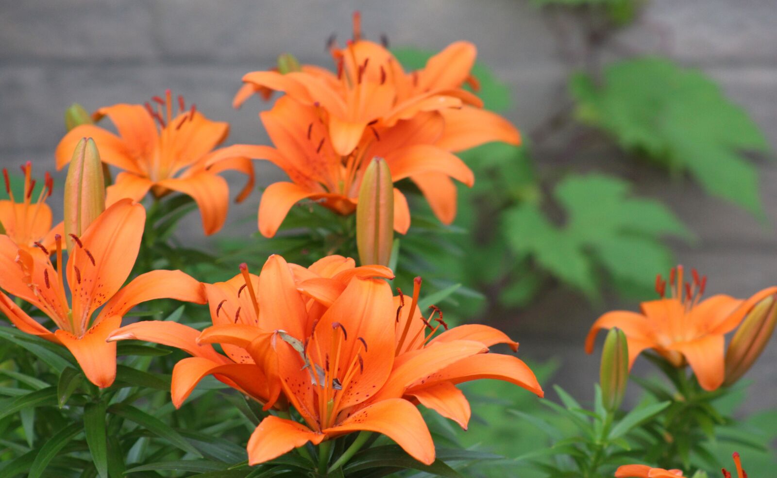 Canon EF 75-300mm f/4-5.6 USM sample photo. Flowers, day lilies, garden photography