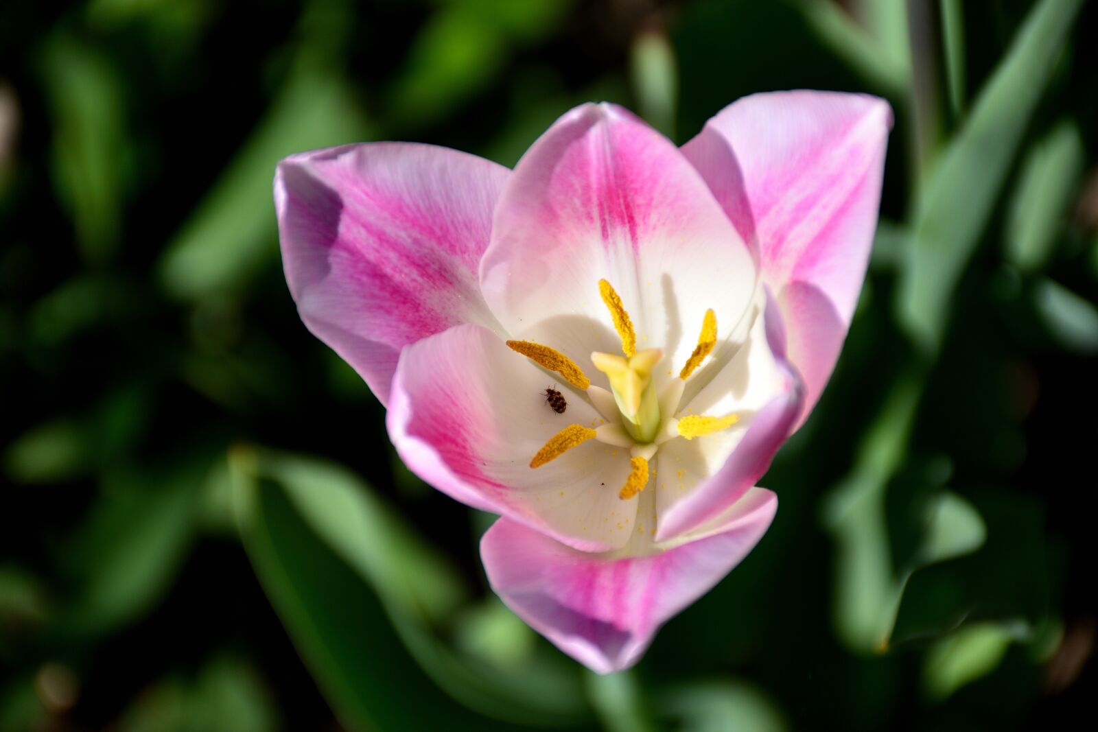 Nikon D5500 sample photo. Tulip, close up, flower photography
