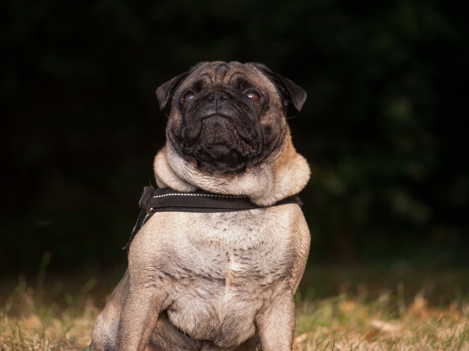 Olympus E-510 (EVOLT E-510) sample photo. Dog, pug, funny photography
