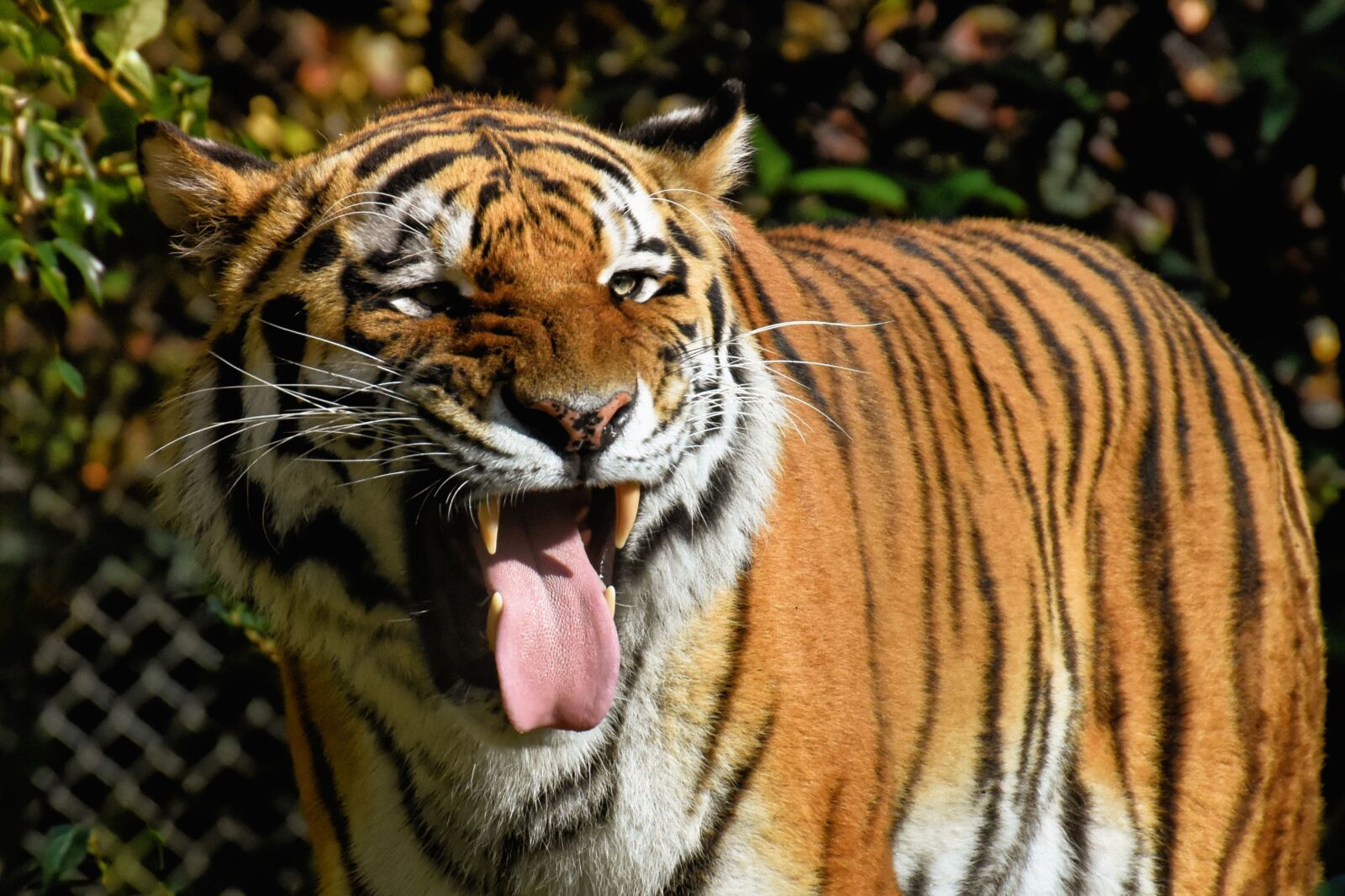 Nikon D7200 sample photo. Tiger, tongue, cheeky photography
