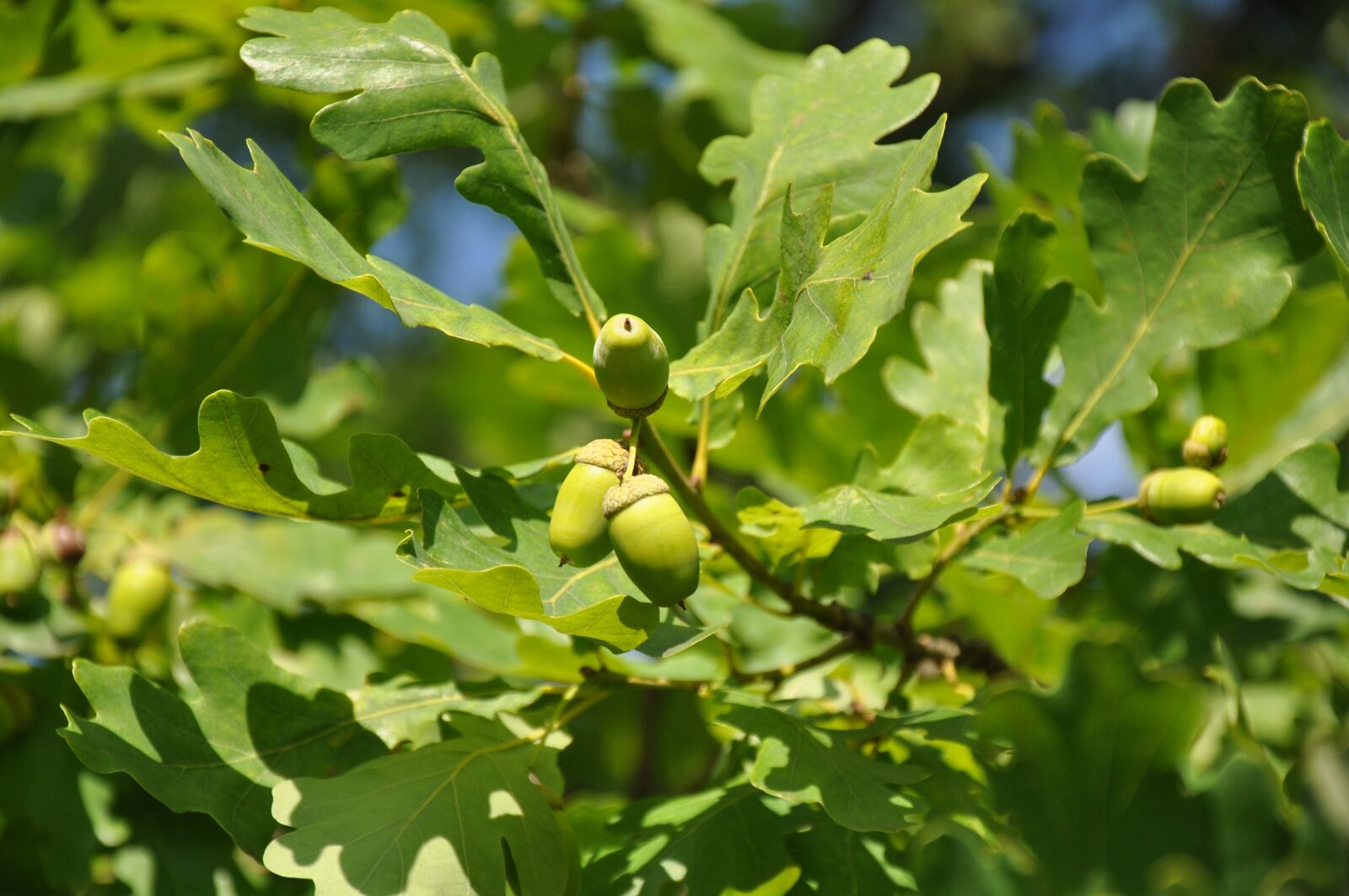 Nikon D90 sample photo. Oak, acorn, greens photography