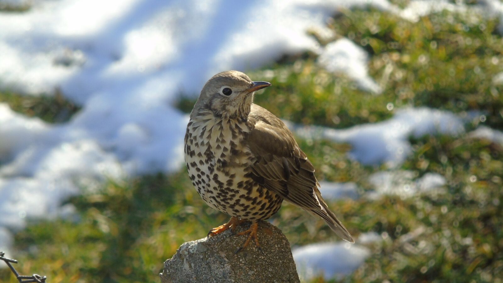 Sony Cyber-shot DSC-H400 sample photo. Kos, bird, nature photography