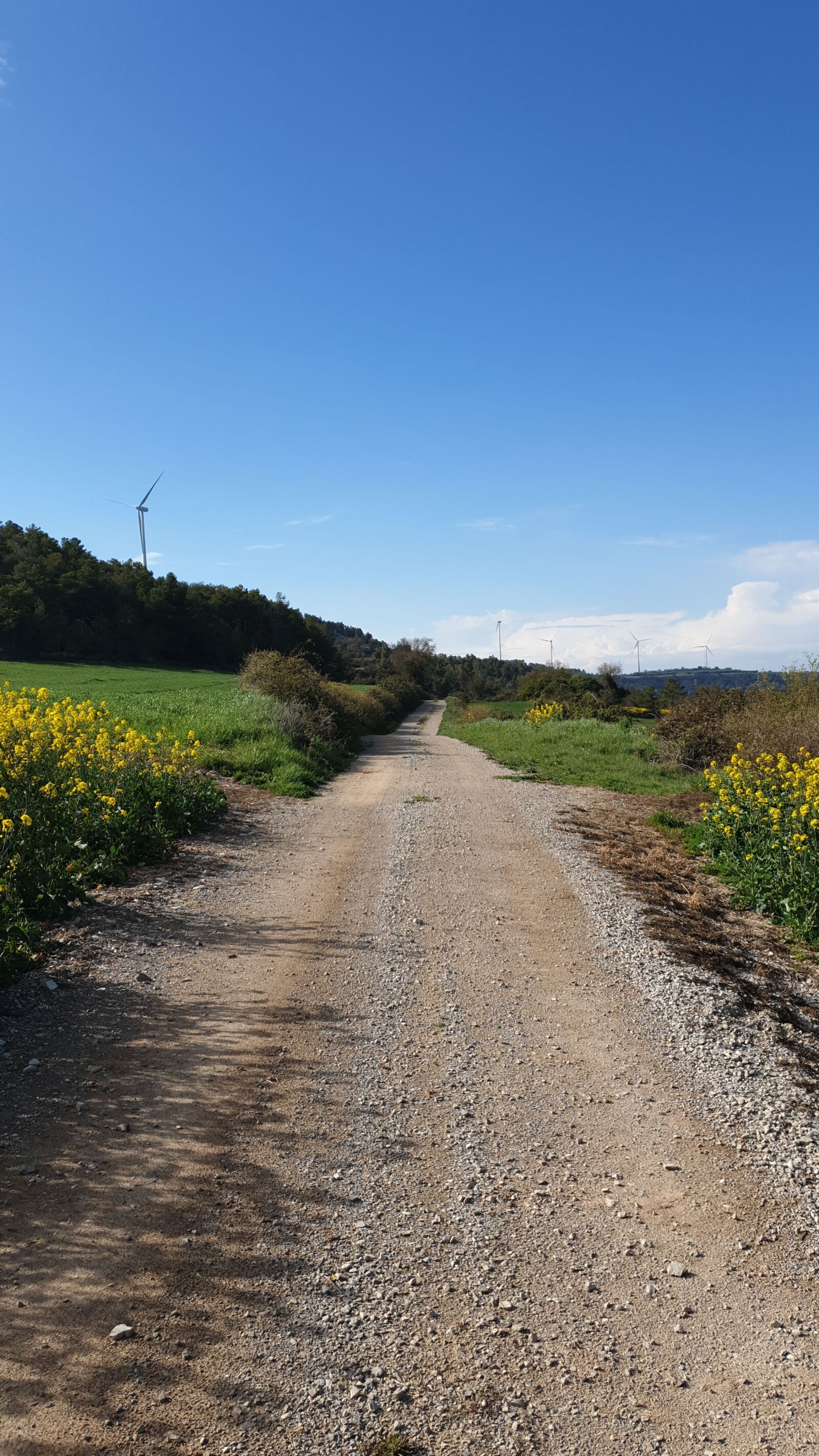 Samsung Galaxy S9 sample photo. Nature, walk, path photography