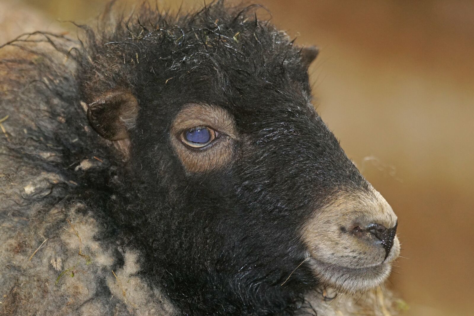Sony ILCA-77M2 + Sony 70-400mm F4-5.6 G SSM sample photo. Quessantschaf, dwarf sheep, breton photography