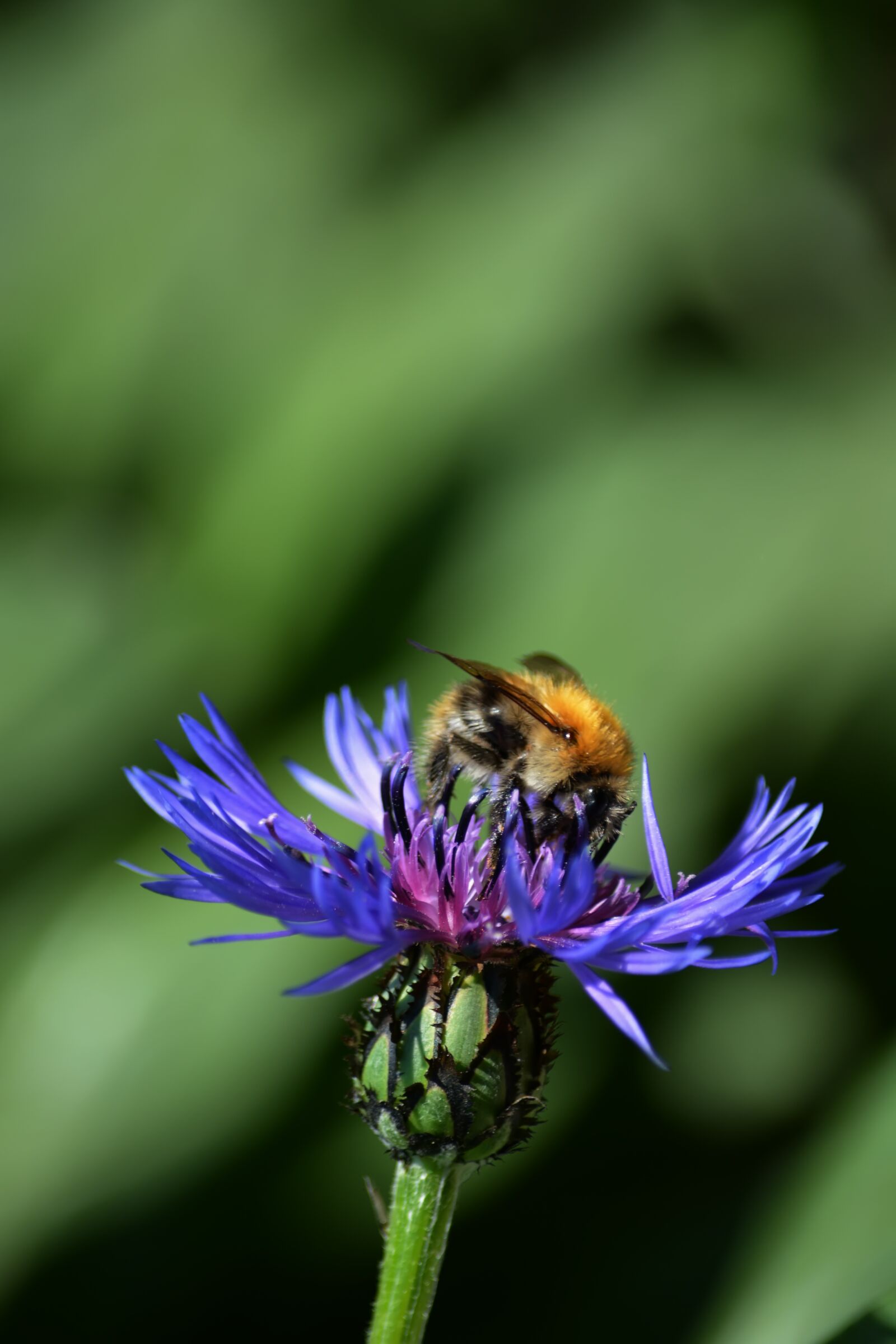 Nikon D5200 sample photo. Bumblebee, flowers, field photography