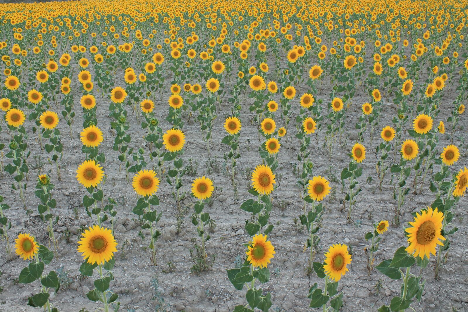Canon EOS 1100D (EOS Rebel T3 / EOS Kiss X50) sample photo. Sunflowers, field, cultivation photography