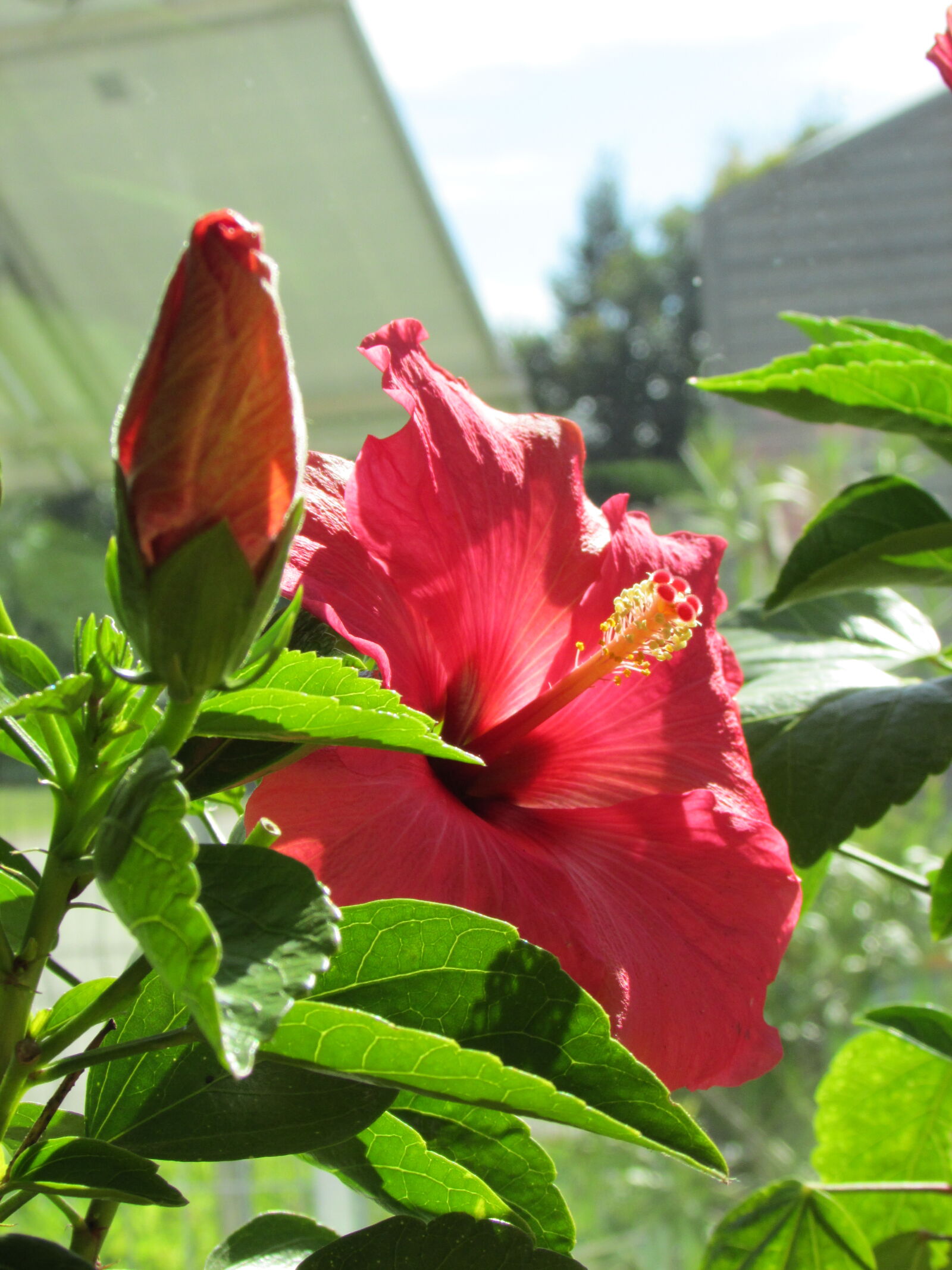 Canon PowerShot SX500 IS sample photo