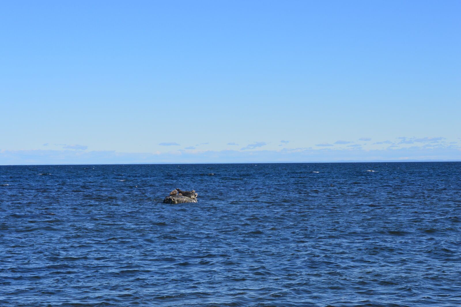 Nikon D3200 sample photo. Seal, river, gulf photography