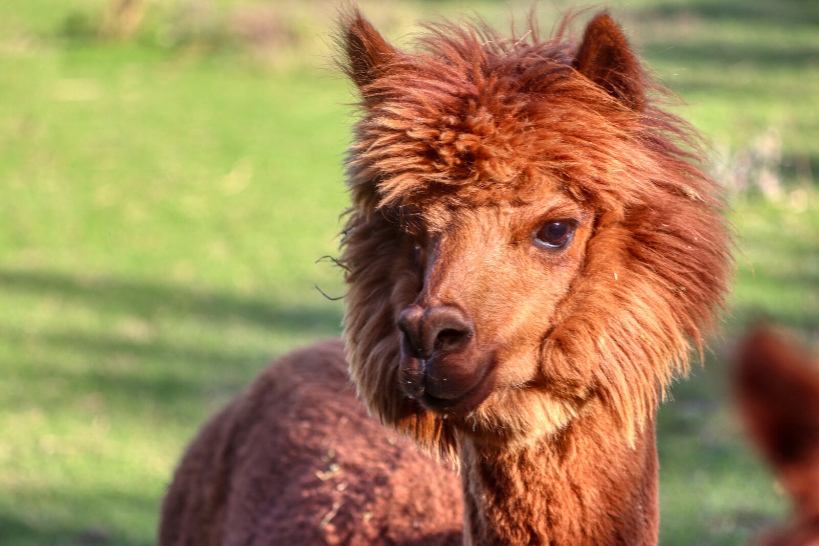 Canon EOS 80D sample photo. Alpaca, wool, animal photography