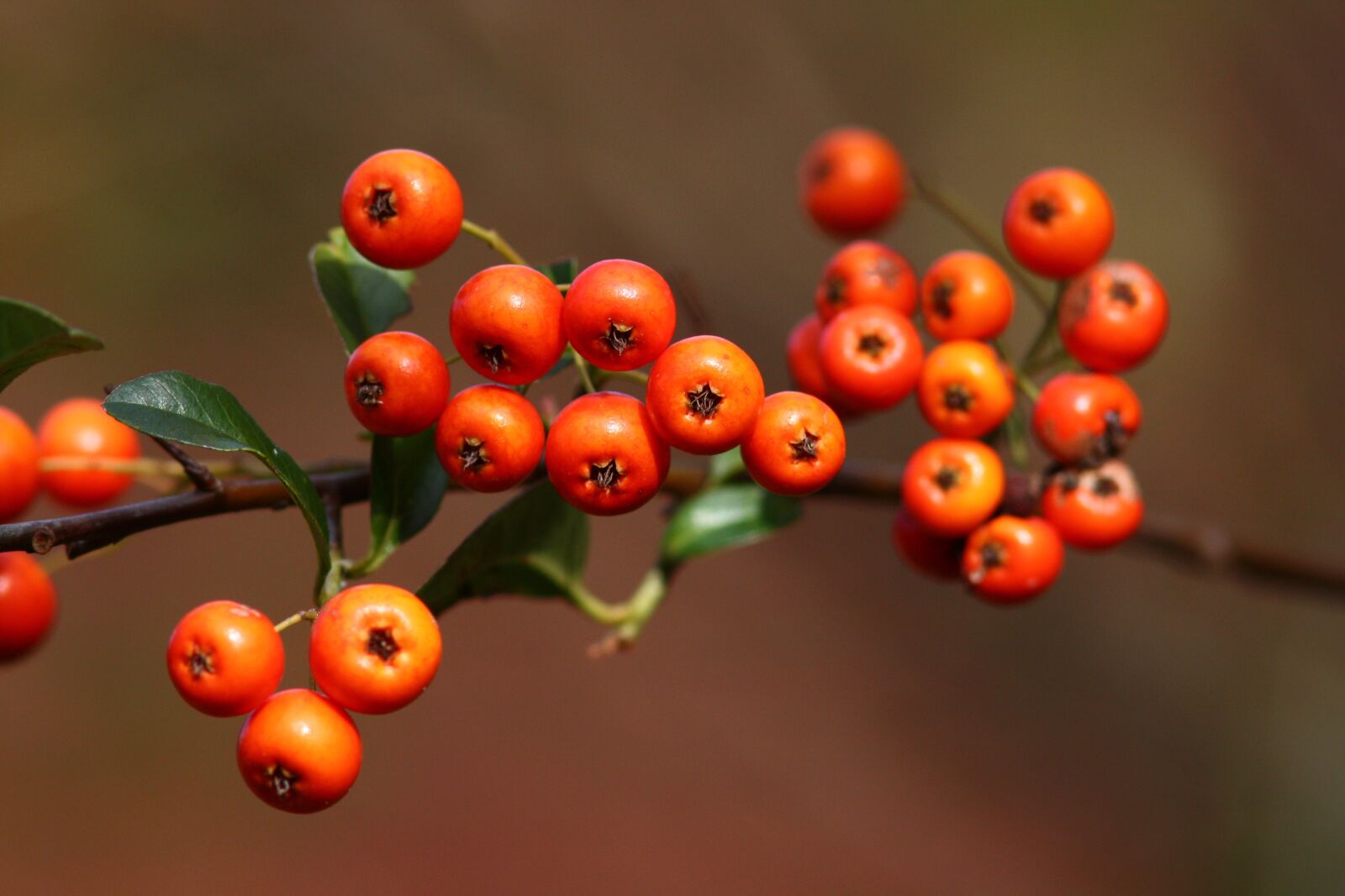 Canon EOS 450D (EOS Rebel XSi / EOS Kiss X2) sample photo. Berries, red, autumn photography