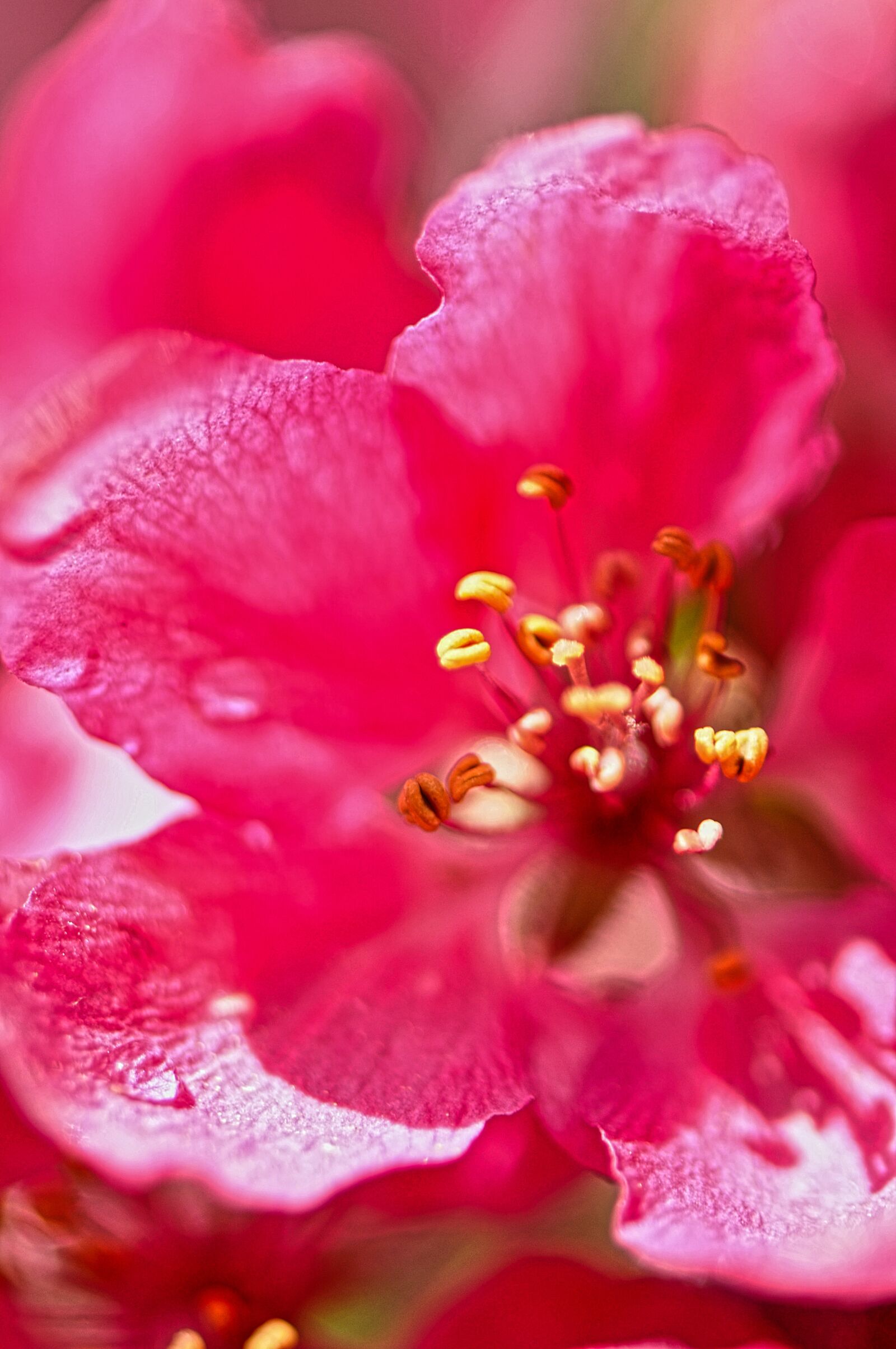 Nikon D90 sample photo. Crab apple blossom, flowers photography