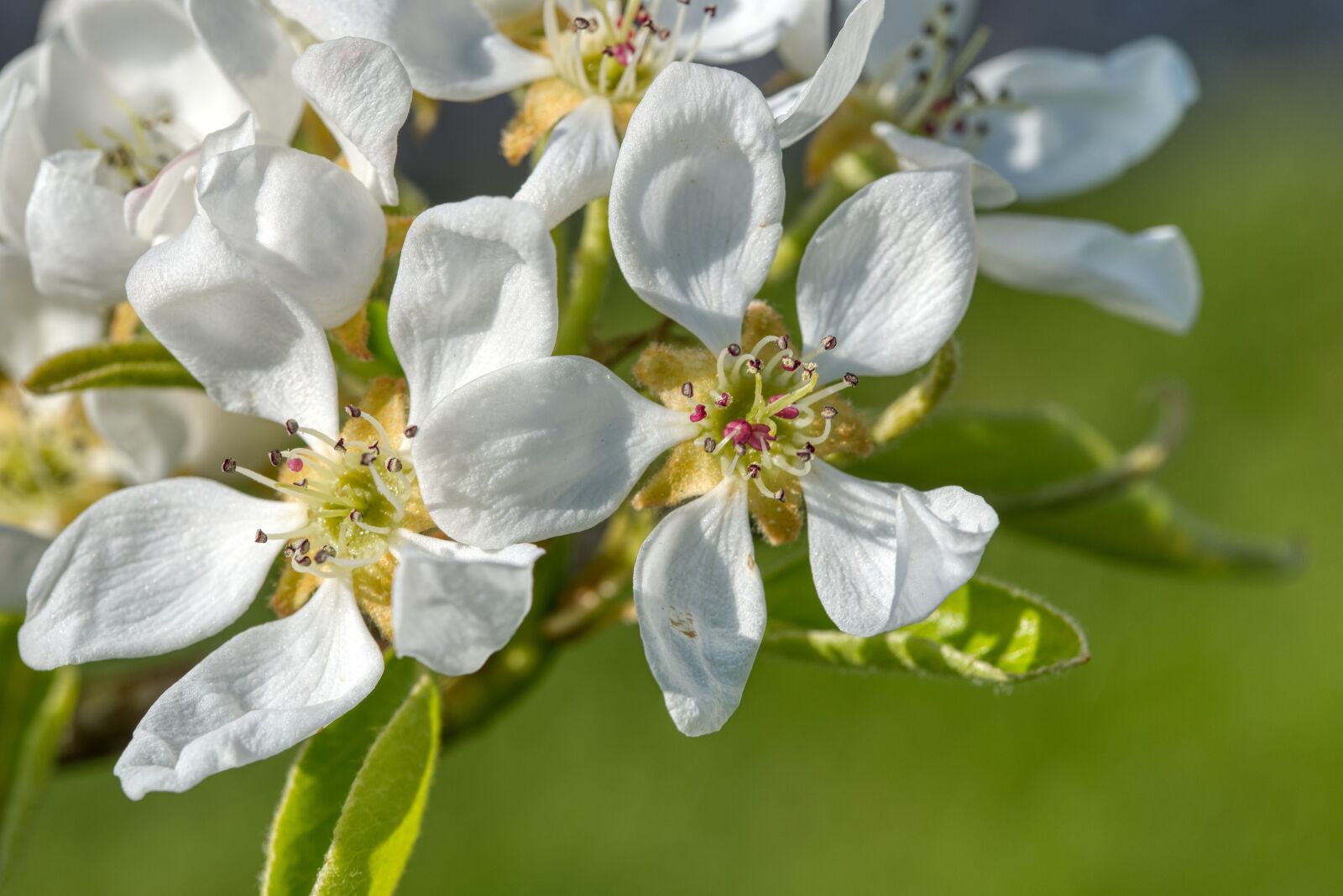 Nikon D750 sample photo. Pear tree, pear blossom photography