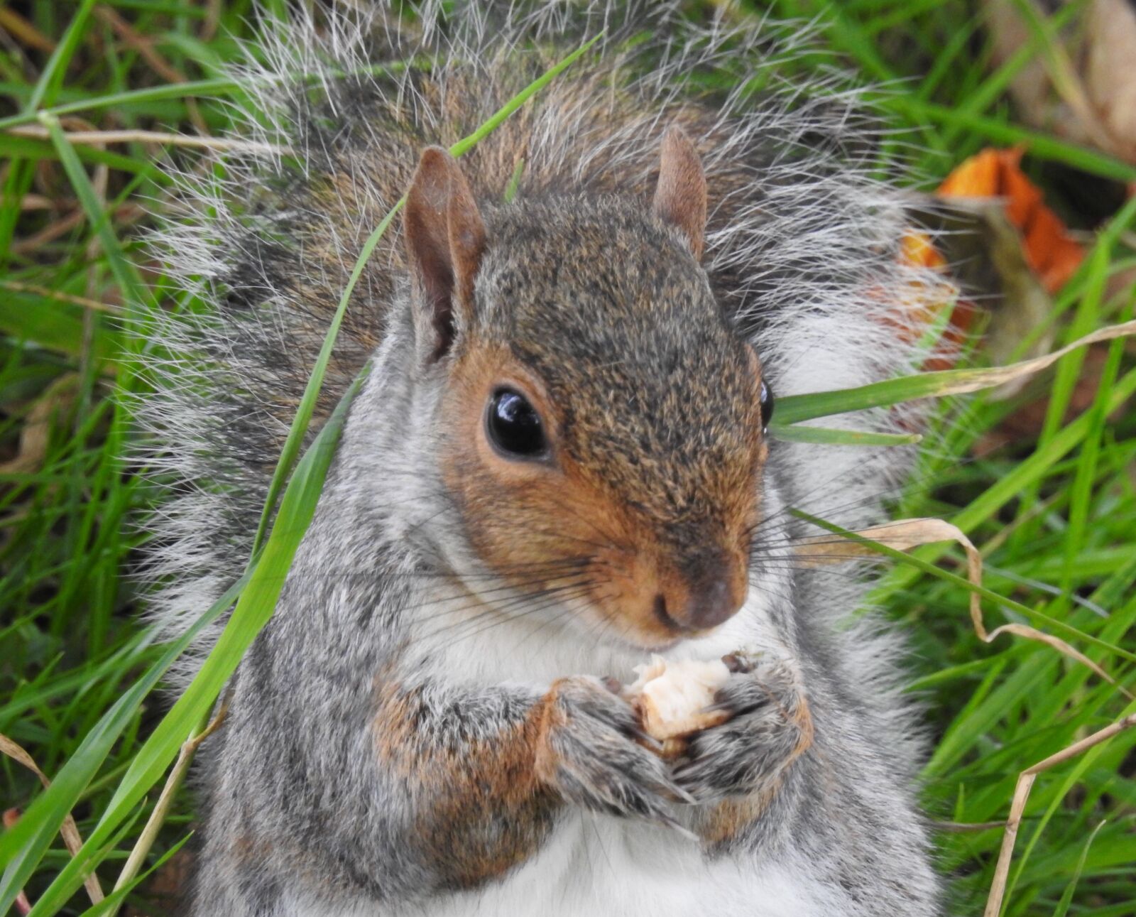 Nikon Coolpix P900 sample photo. Squirrel, animal, nature photography