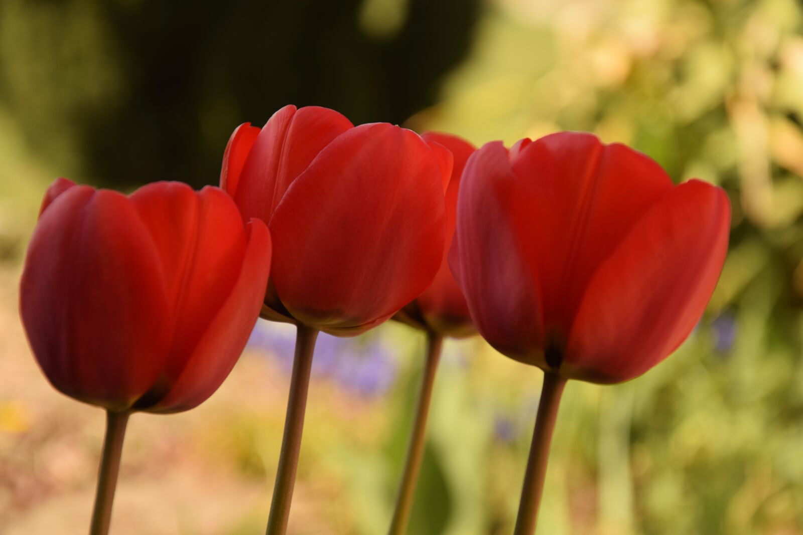 Nikon D5300 sample photo. Tulip, spring, nature photography