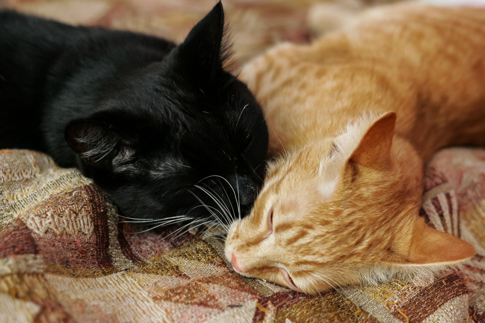 Canon EOS-1D Mark II sample photo. Cute, animals, pet photography