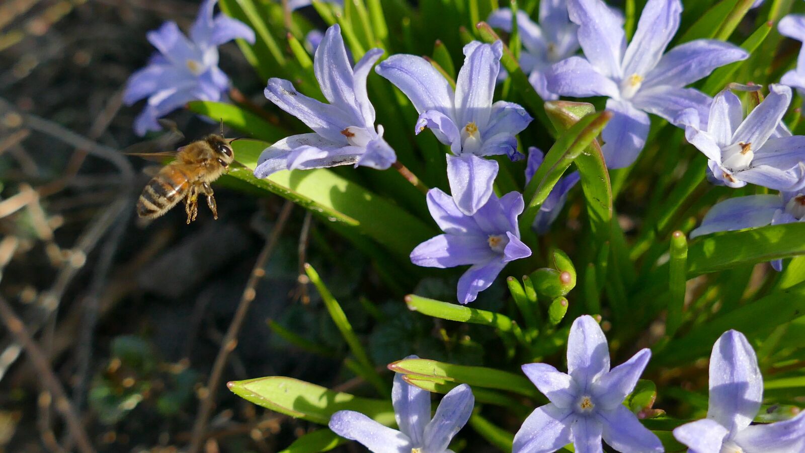 Panasonic Lumix DMC-FZ1000 sample photo. Blue star, scilla, bee photography
