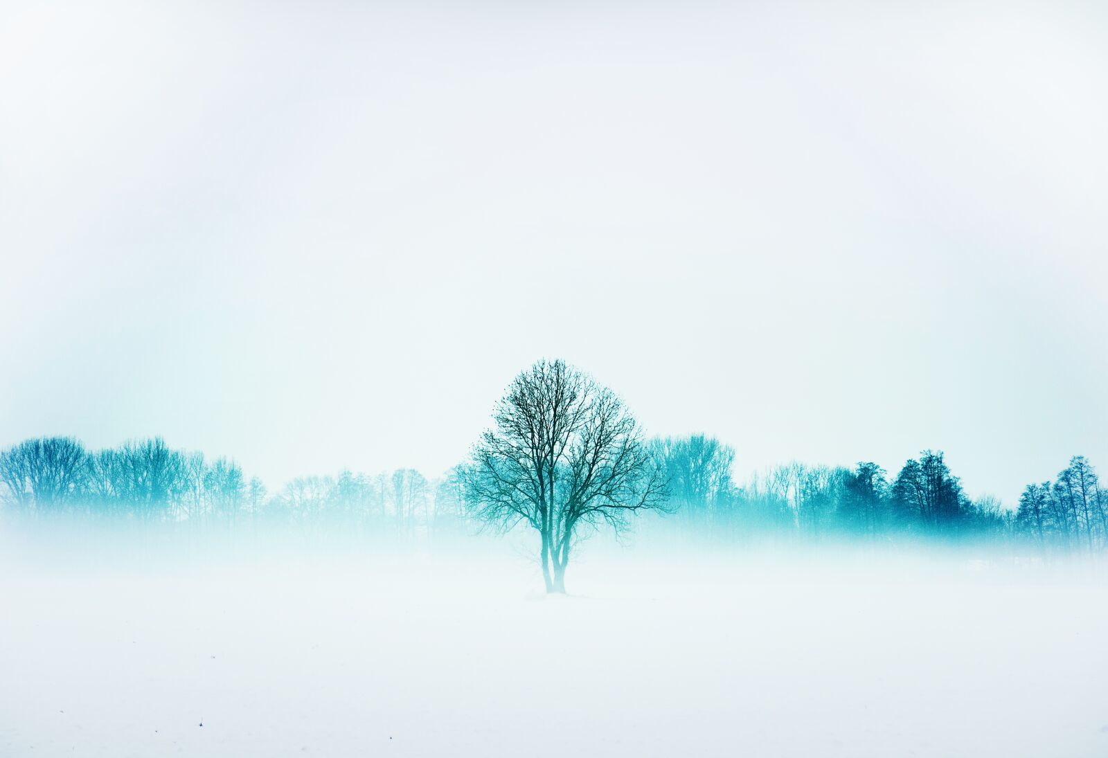 Canon EOS 7D Mark II sample photo. Nature, winter, fog photography