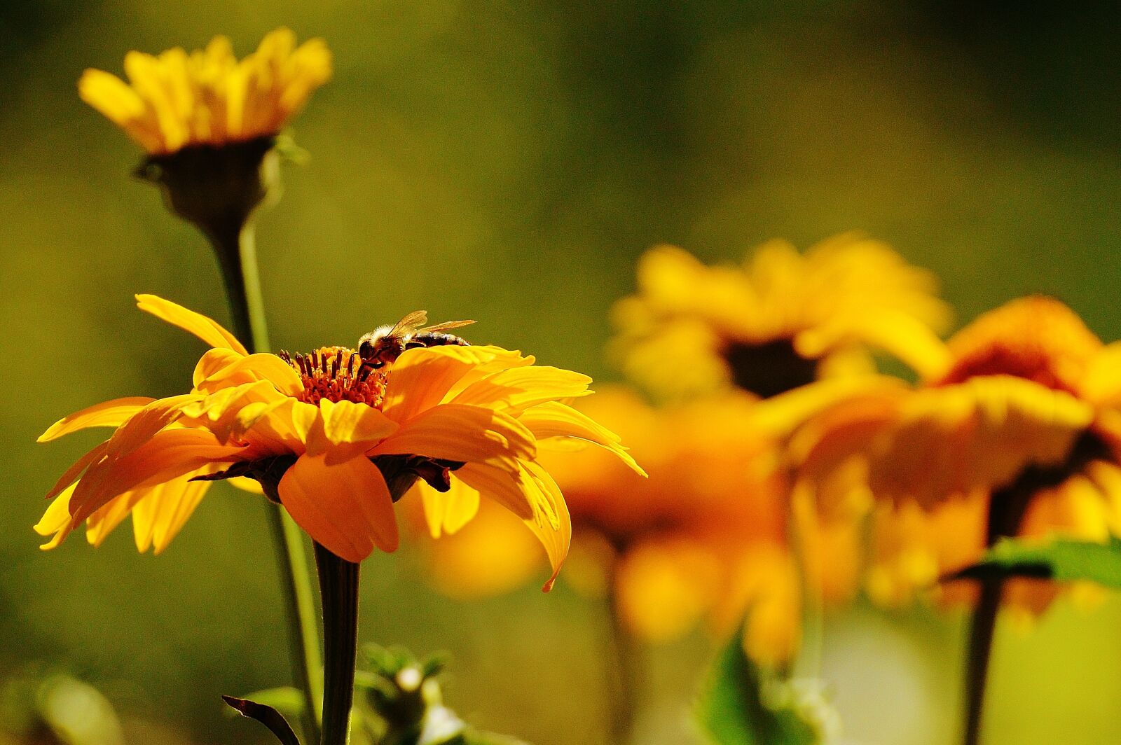 Nikon D3200 sample photo. Flower, yellow, blossom photography