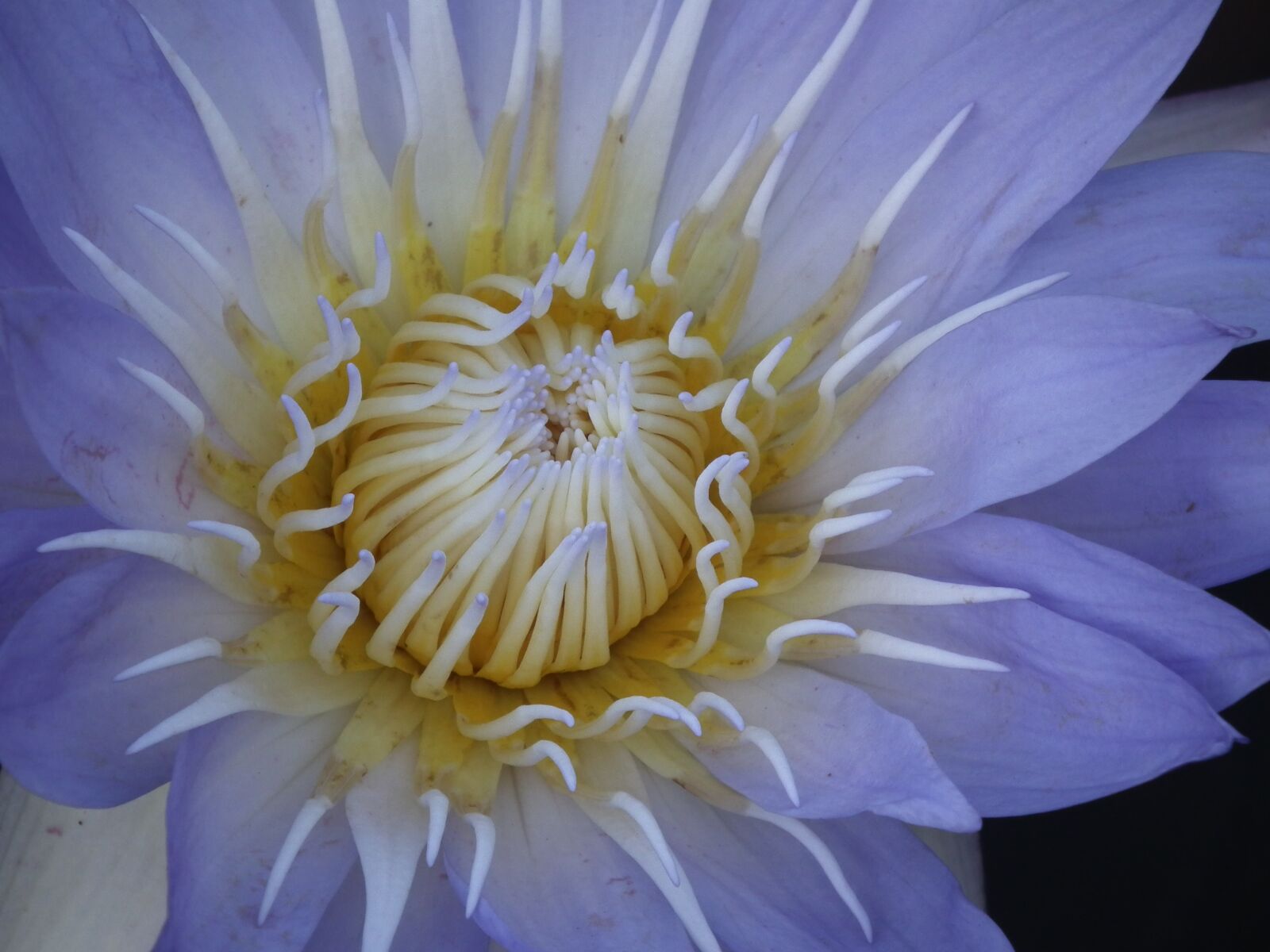 FujiFilm FinePix HS10 (FinePix HS11) sample photo. Water lily, zen, meditation photography