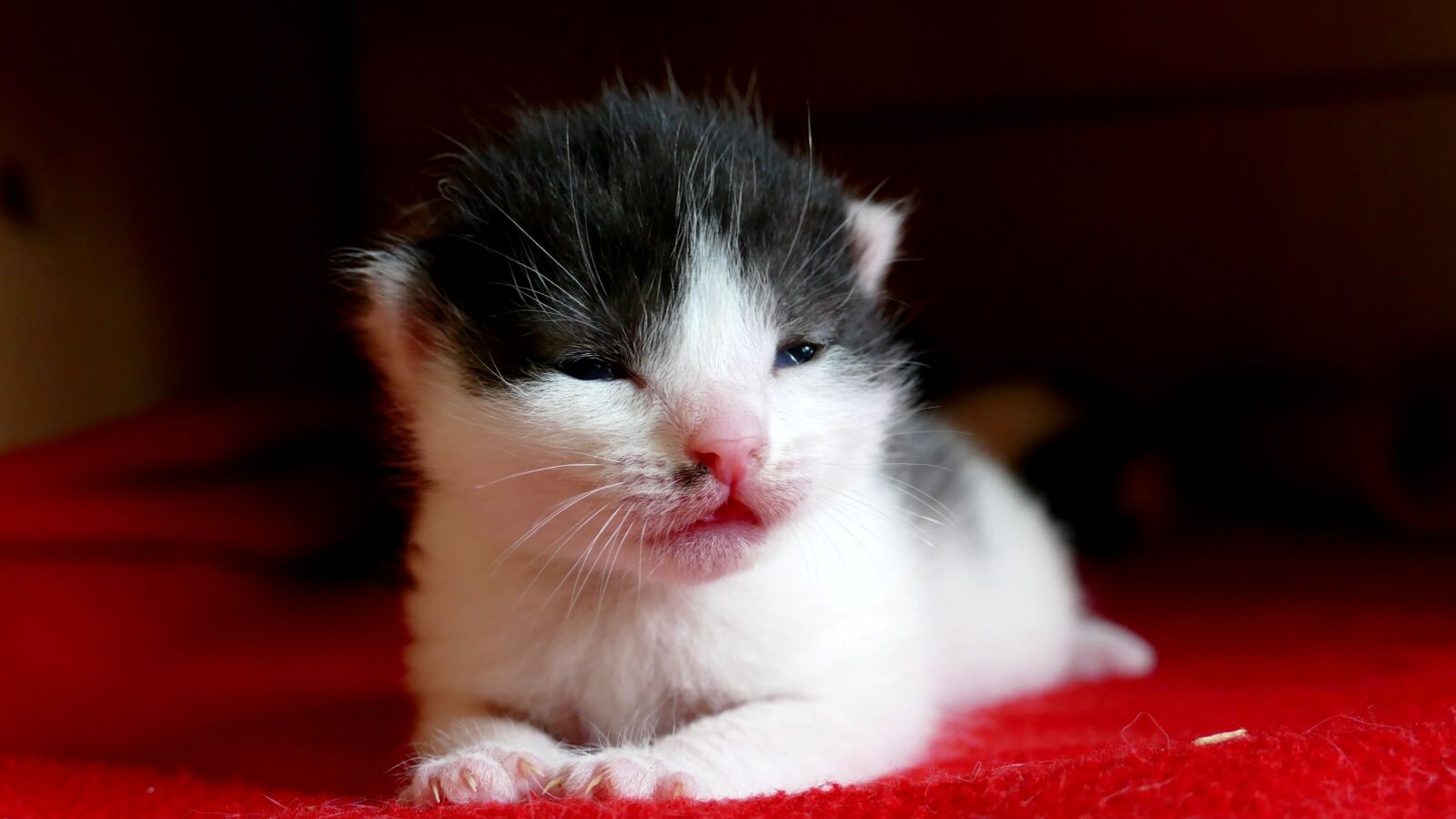 Panasonic Lumix DMC-FZ1000 sample photo. Cat, cute, young photography