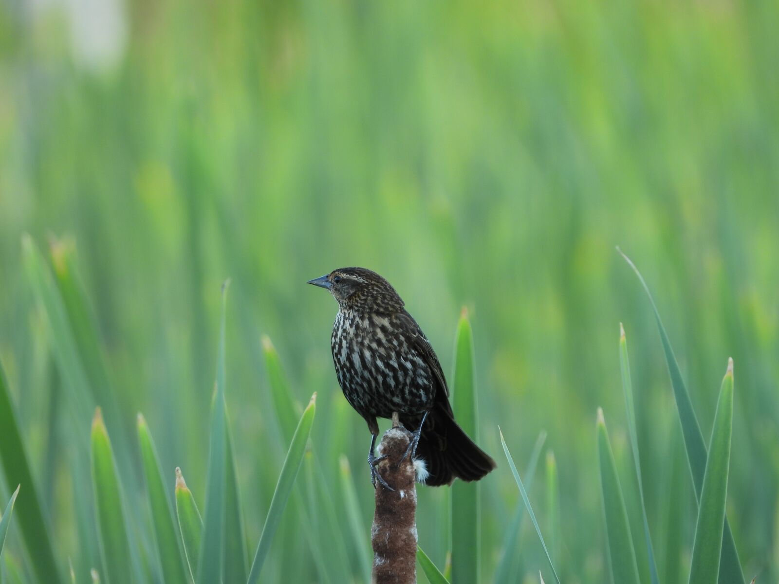 Nikon Coolpix P1000 sample photo. Black winged, bird, nature photography