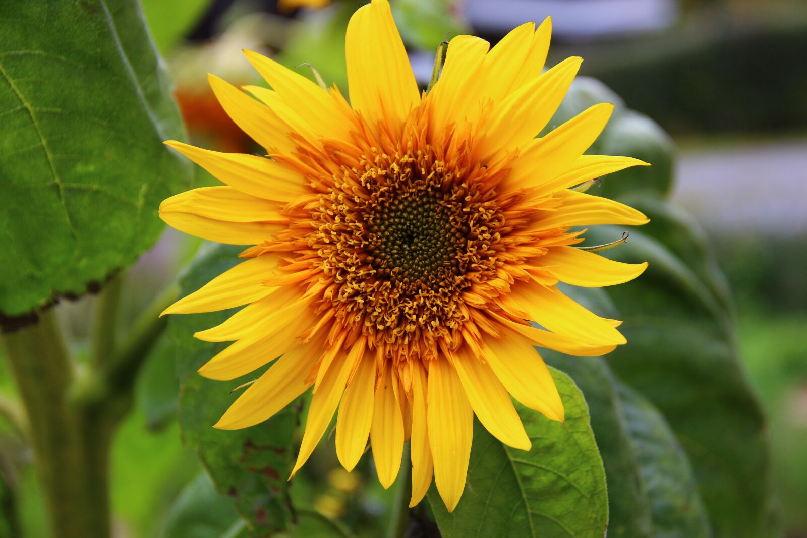 Canon EOS 600D (Rebel EOS T3i / EOS Kiss X5) sample photo. Sunflower, flower, blossom photography