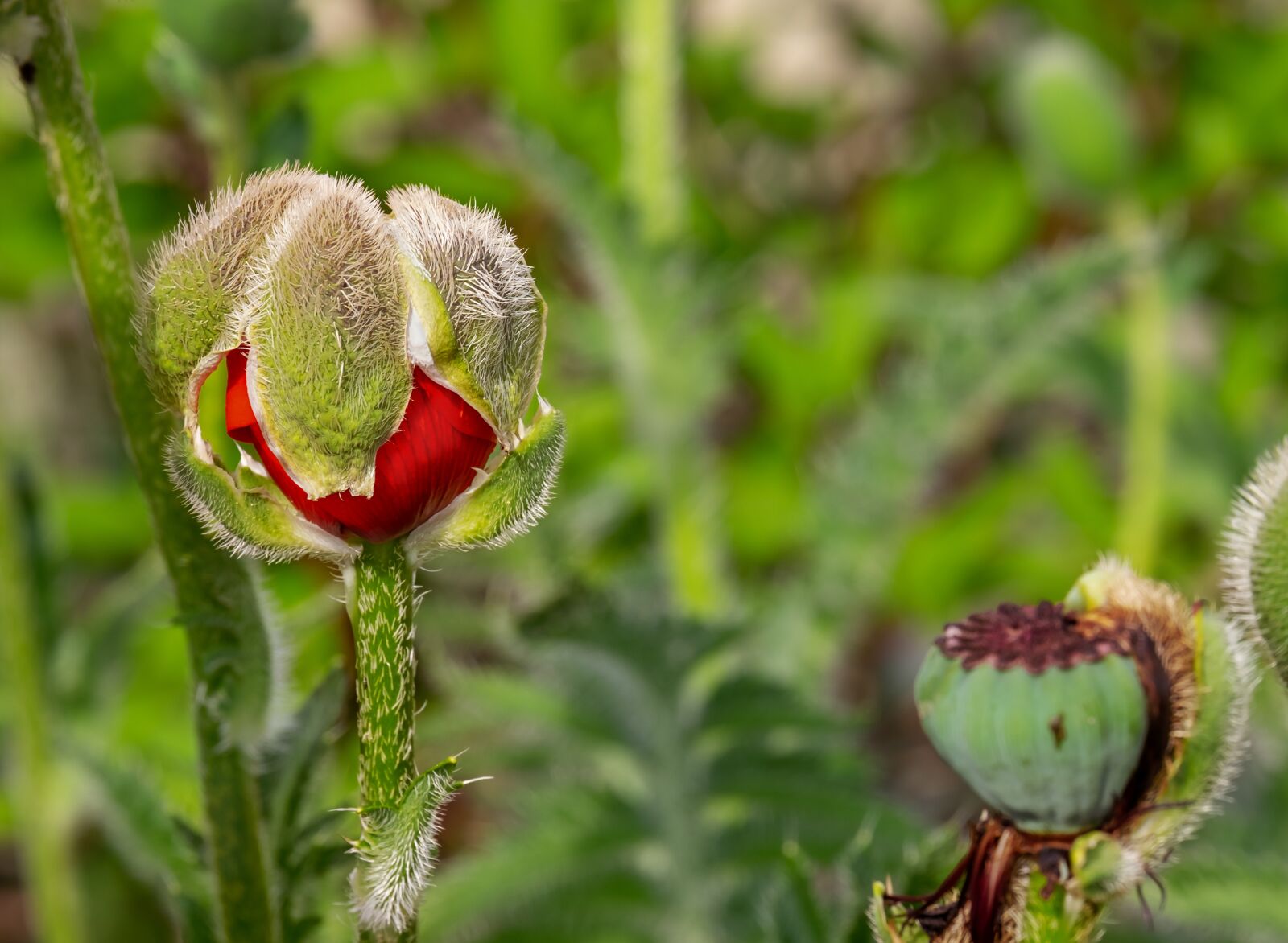 Fujifilm XF 55-200mm F3.5-4.8 R LM OIS sample photo. Poppy, blossom, bloom photography
