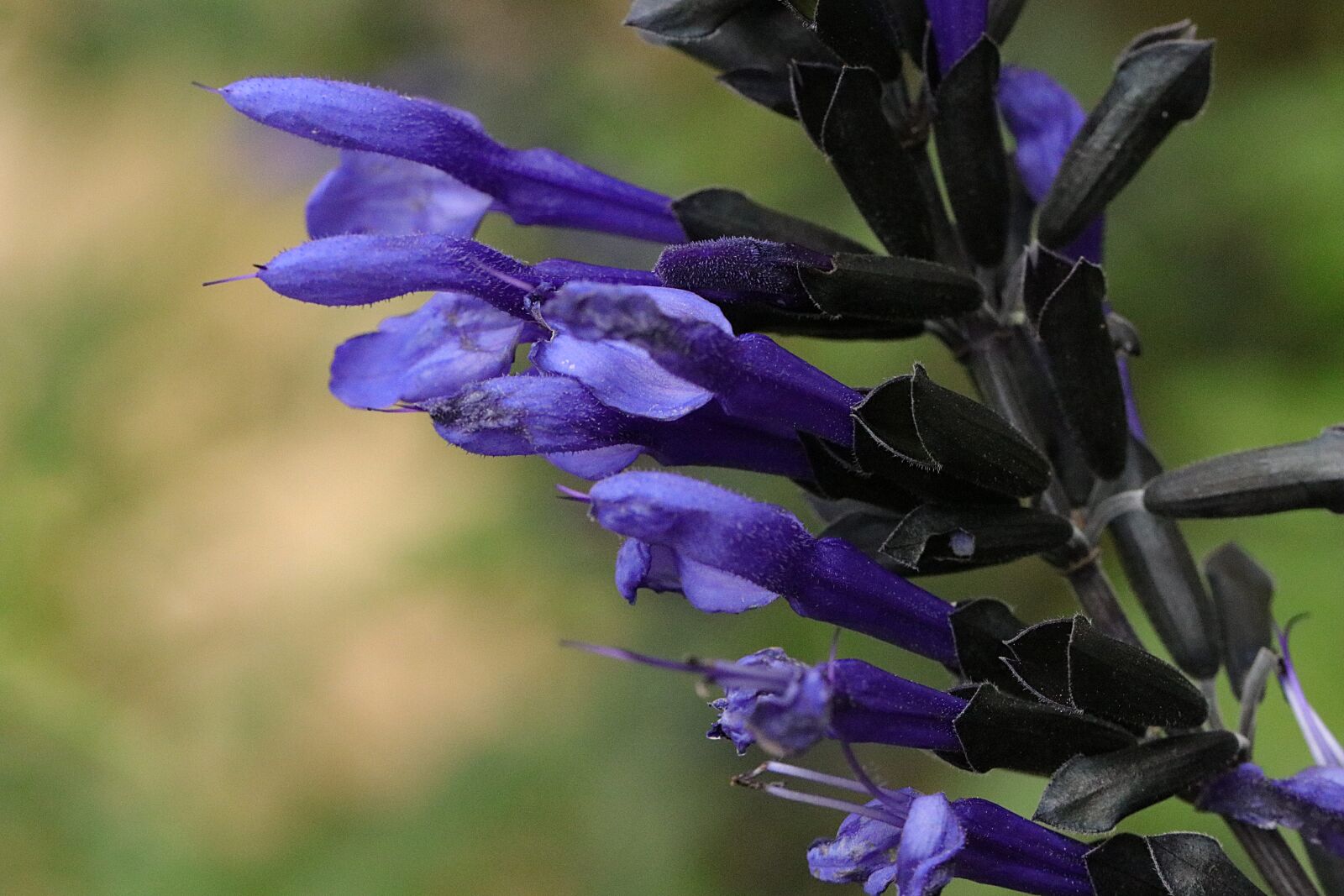 Canon EF 100mm F2.8L Macro IS USM sample photo. Flowers, petals, blue photography